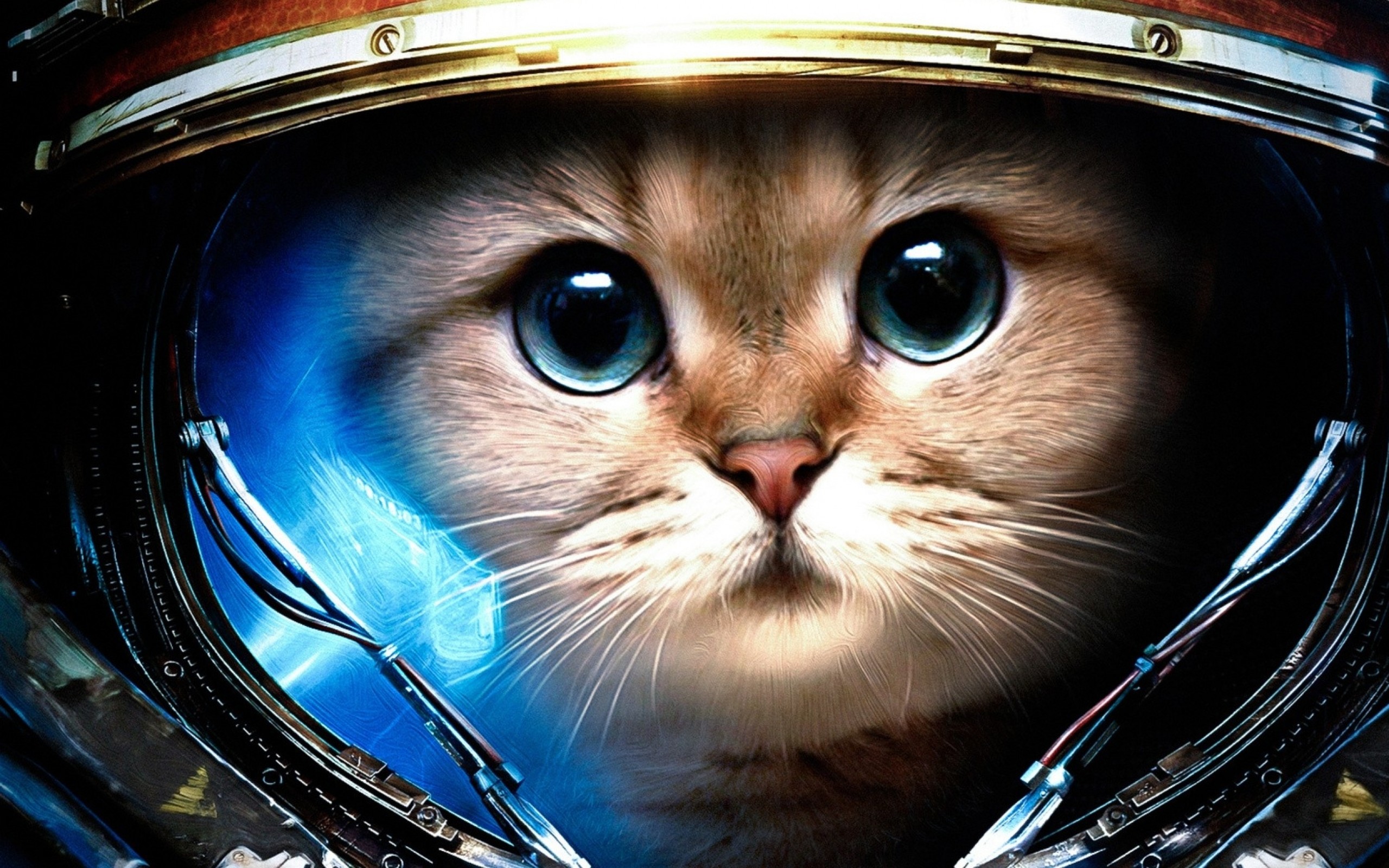 StarCraft II, Gatto, Parodia, Casco, 2K, sfondo Windows 11