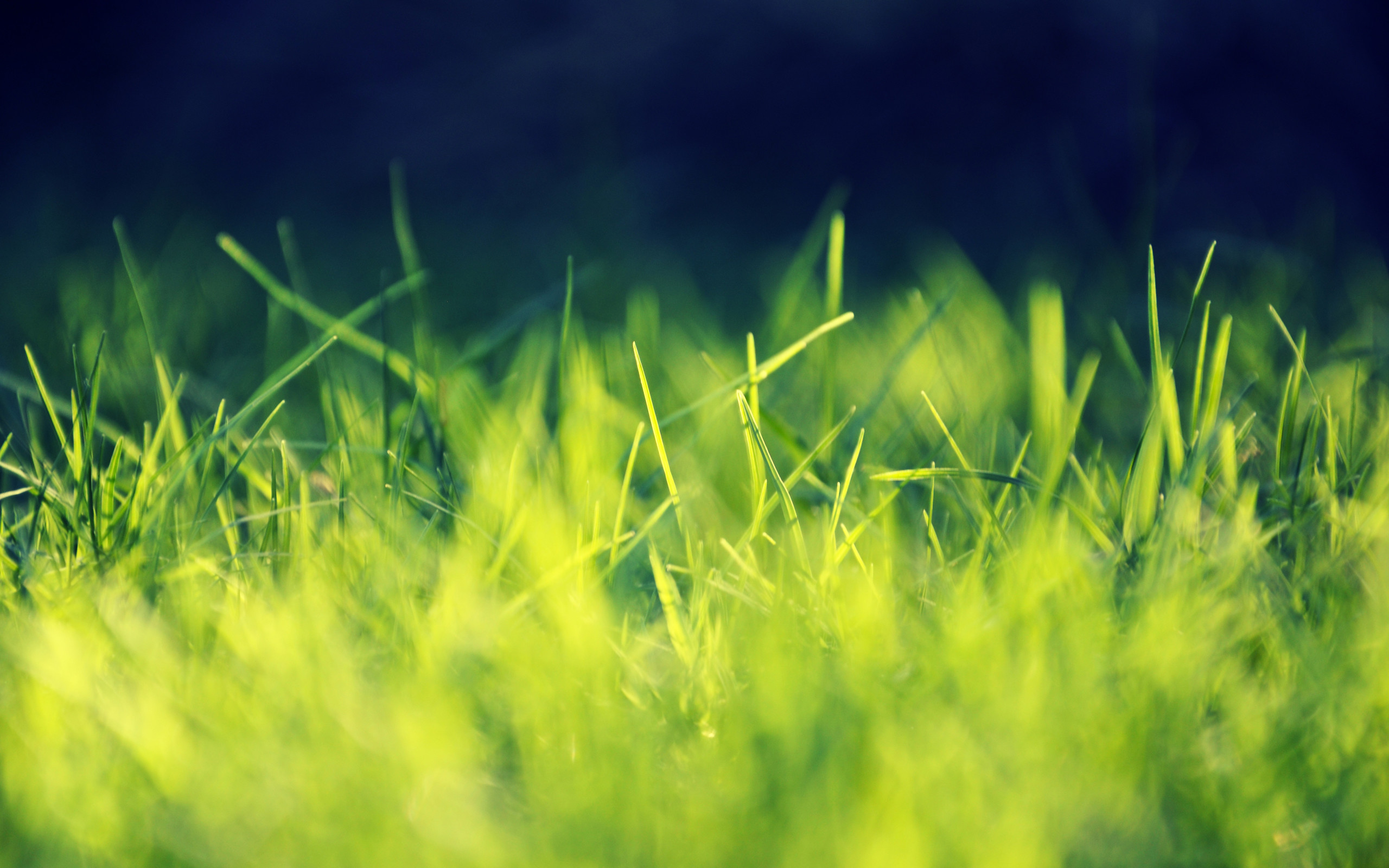 Erba, Sfocato, Cielo scuro, Verde, 2560x1600, sfondo MacBook Pro
