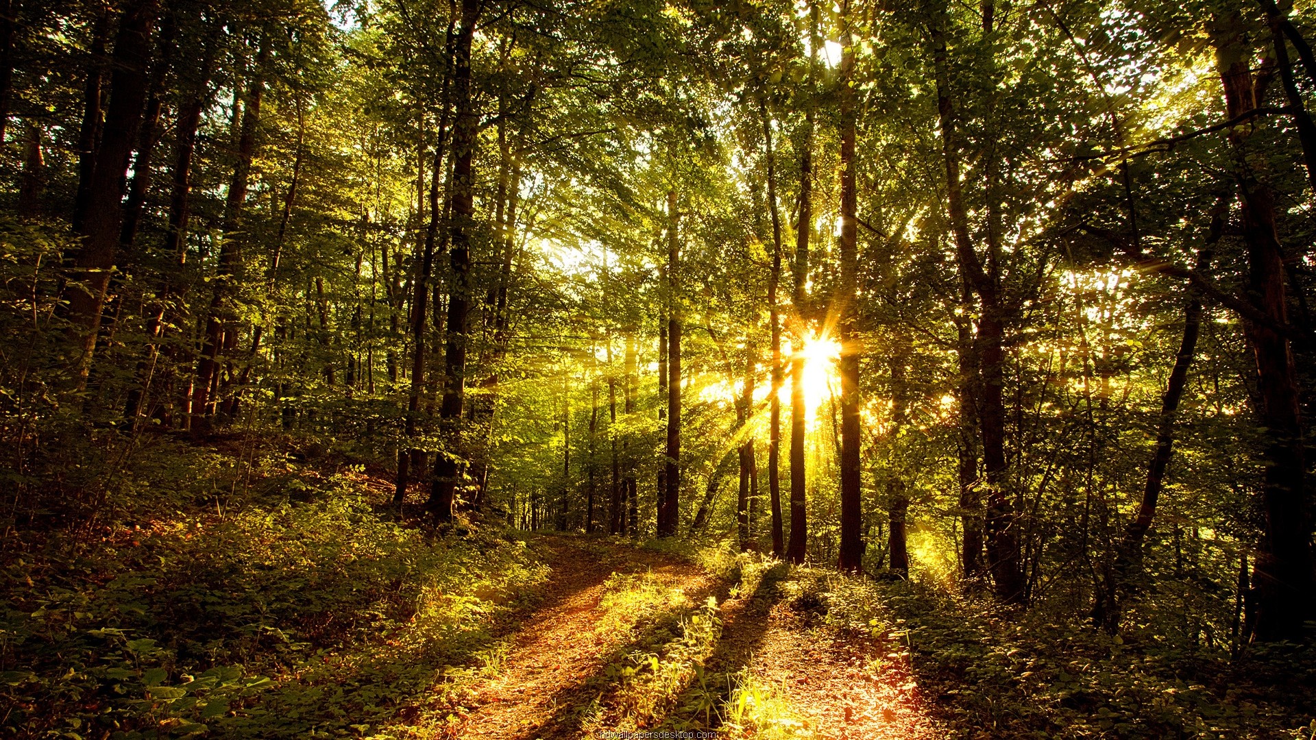 Foresta, Sentiero, Raggi di sole, Autunno, Full HD, sfondo per PC