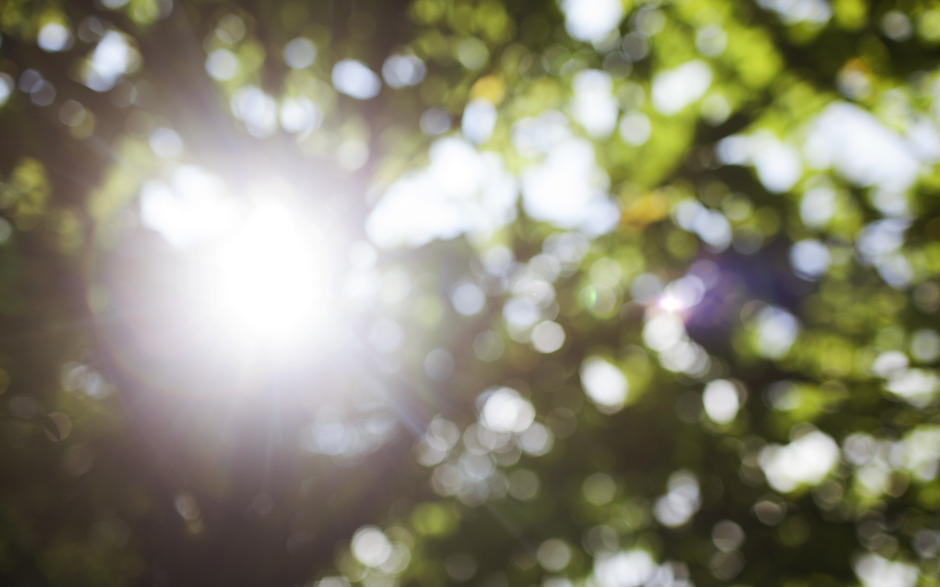 Sole tra le foglie, Albero, Bokeh, Controluce, 1920x1200, sfondo per PC