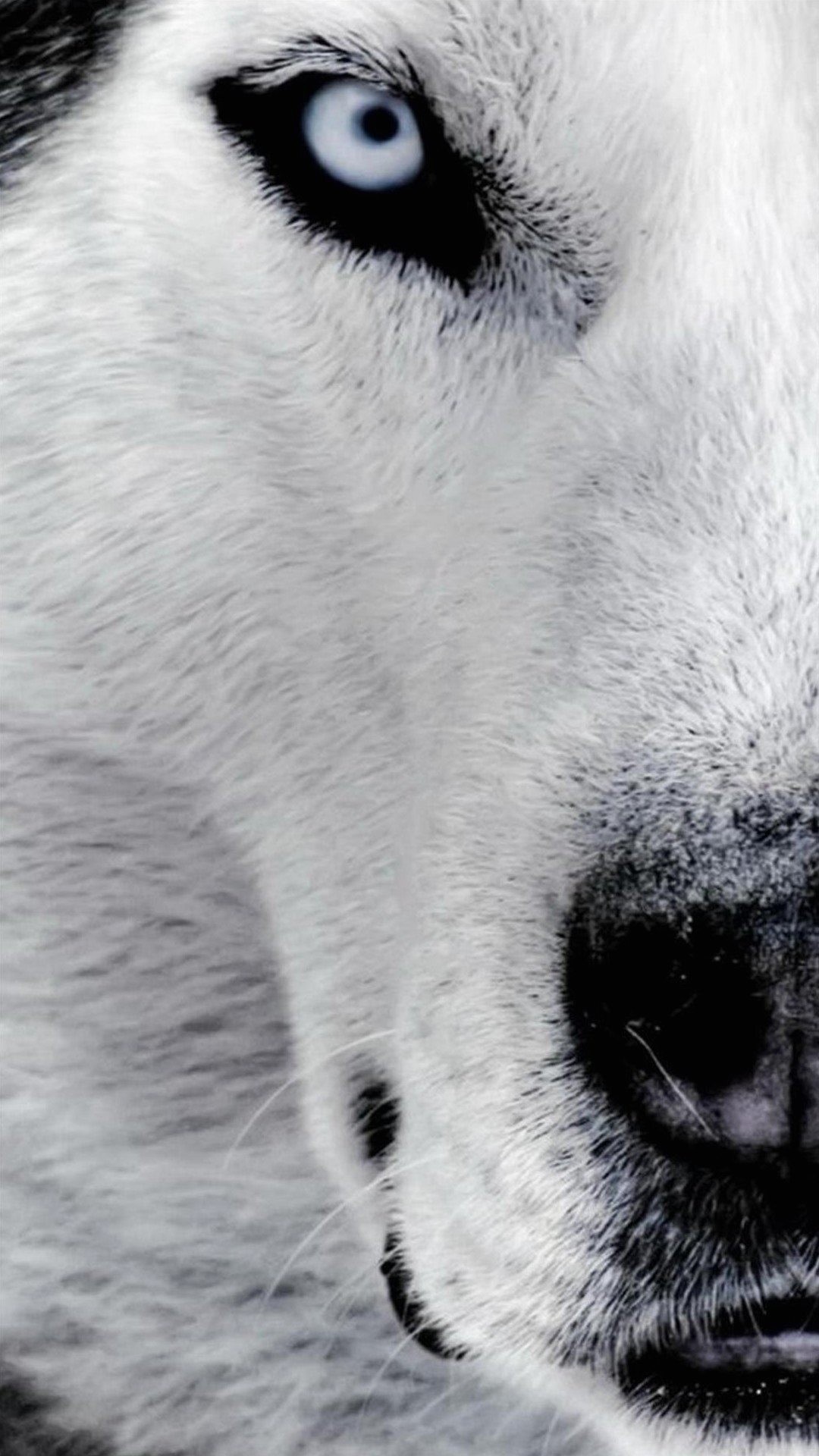 Husky, Lupo bianco, Occhi azzurri, Primo piano, 1080x1920, schermata di blocco iPhone