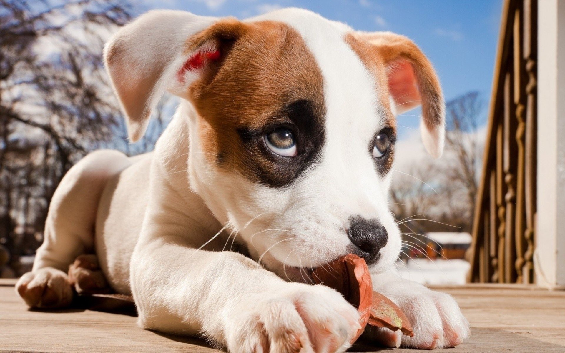 Cucciolo, Pit bull, Macchia sull'occhio, Tenero, Full HD, sfondo per PC