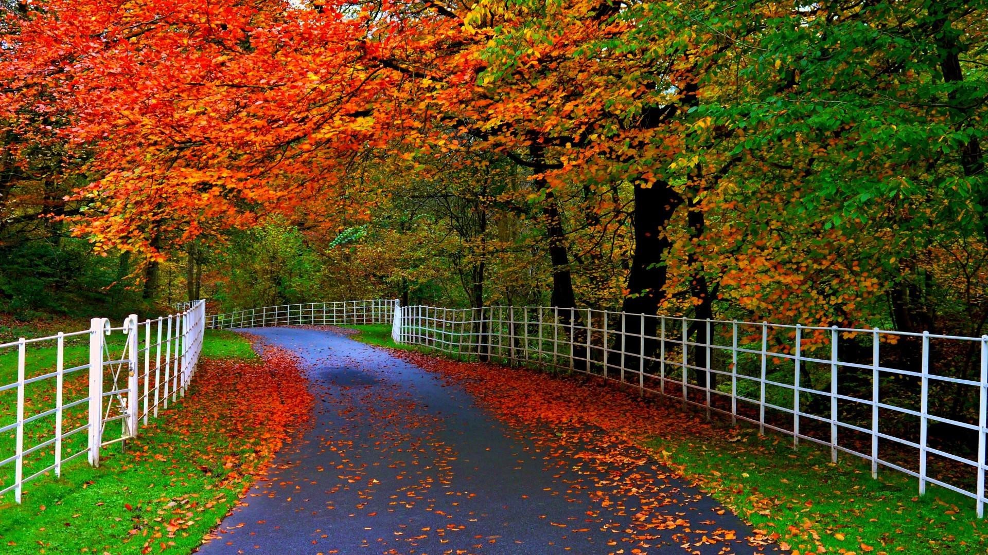 Strada, Staccionata bianca, Alberi, Foglie autunnali, Full HD, sfondo per PC