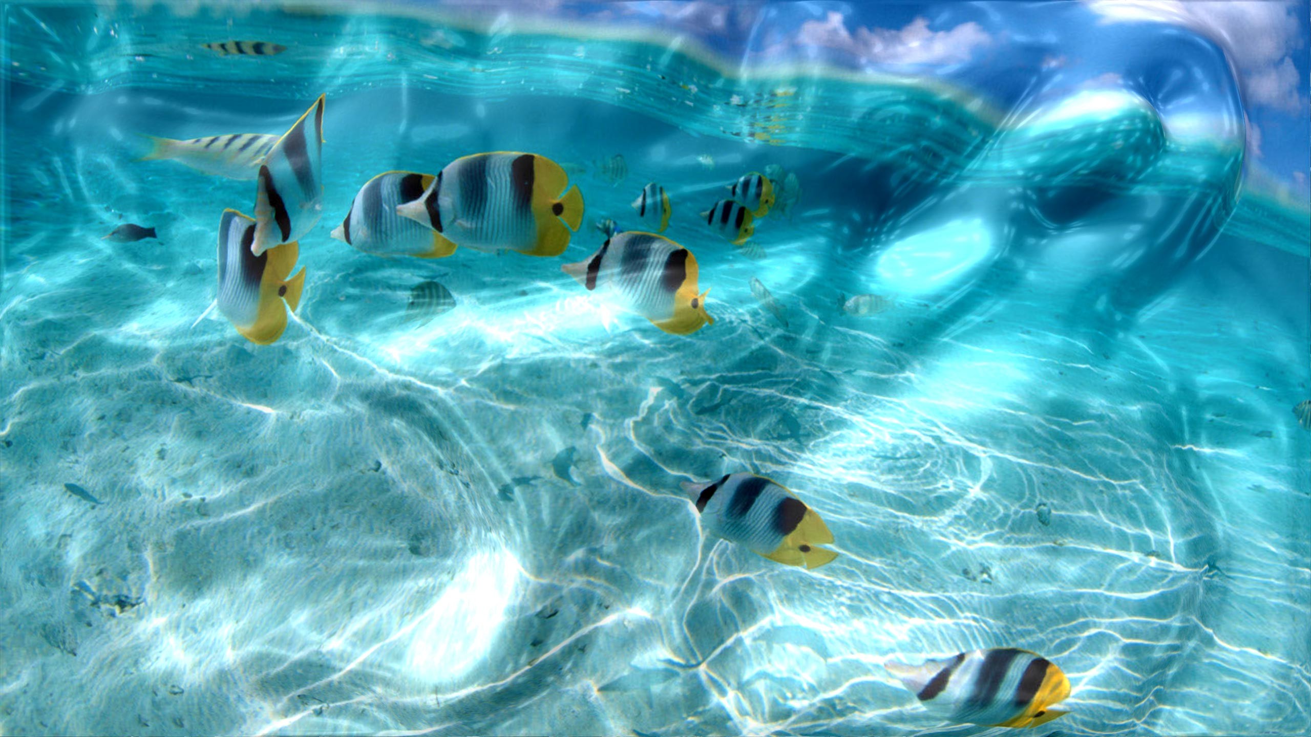 Pesci tropicali, Acqua cristallina, Mare, Turchese, sfondo PC 2K