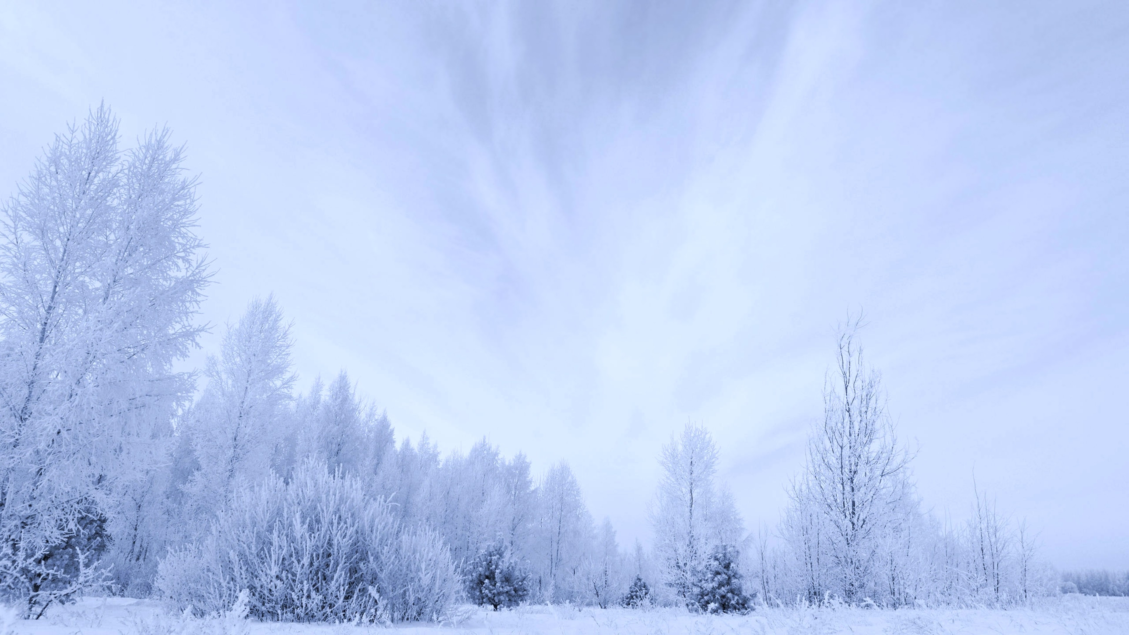 Bosco innevato, Inverno, Brina, Bianco, 4K, wallpaper per computer