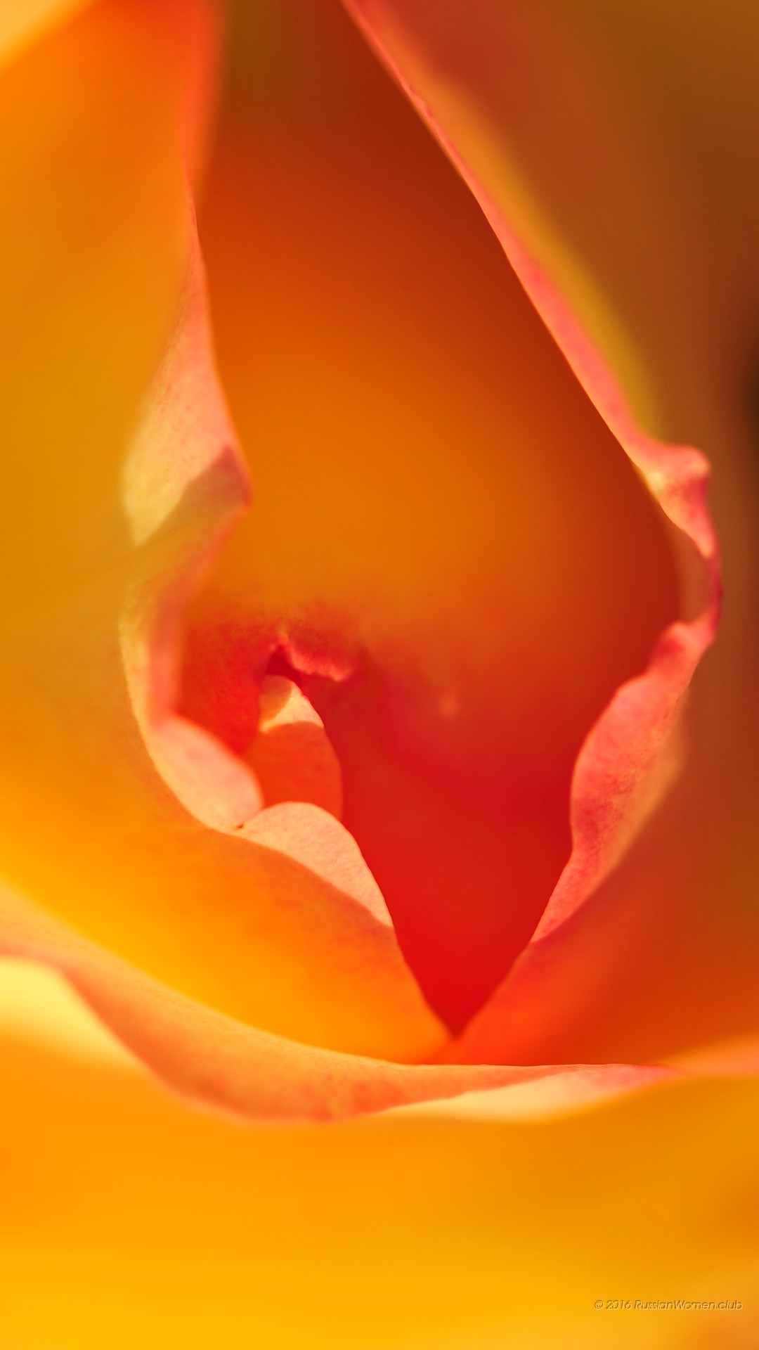 Rosa arancione, Petali, Macro, Fiore, sfondo per iPhone e Android