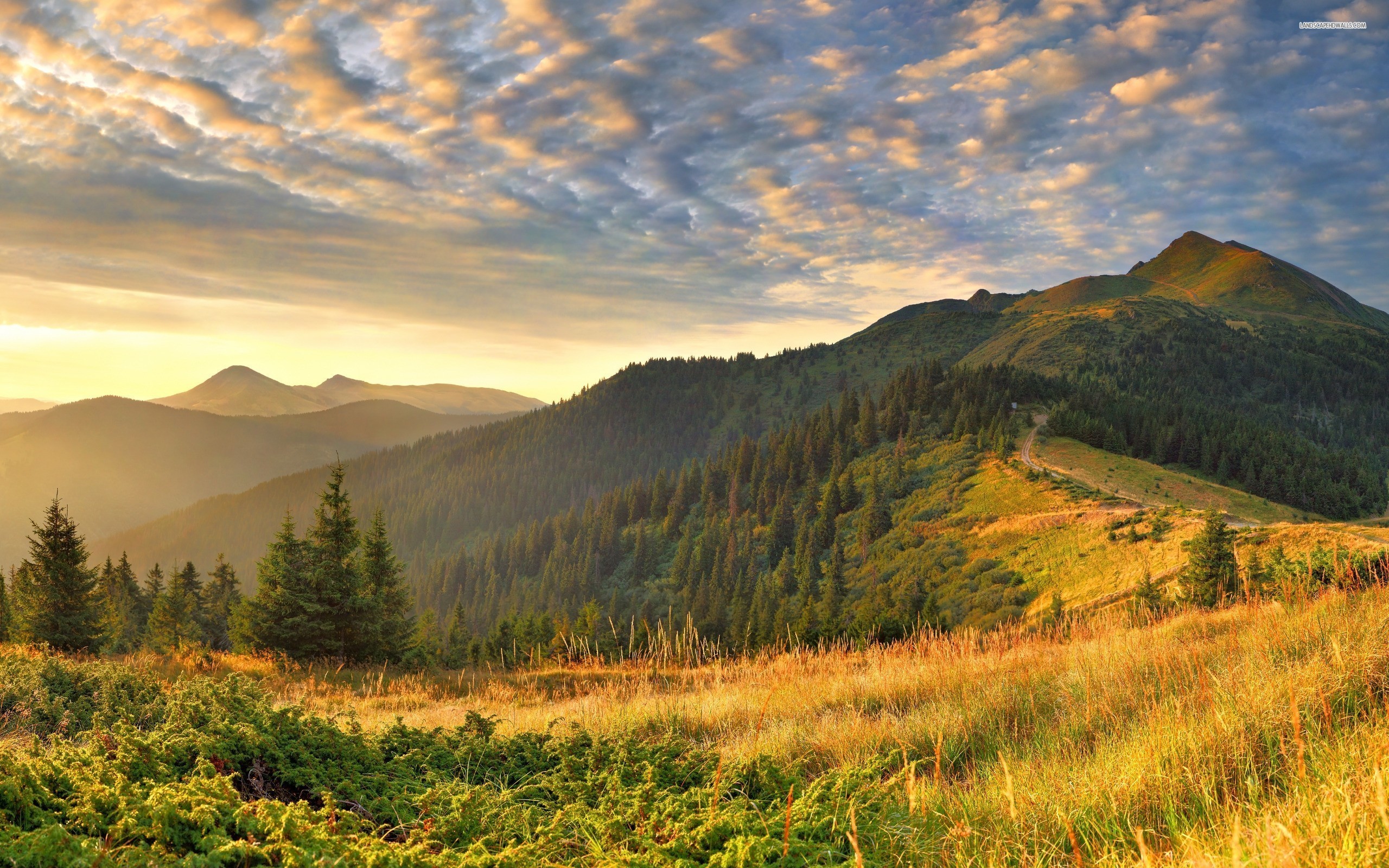 Montagne, Prateria, Abeti, Nuvole, Tramonto, 2560x1600, immagine di sfondo