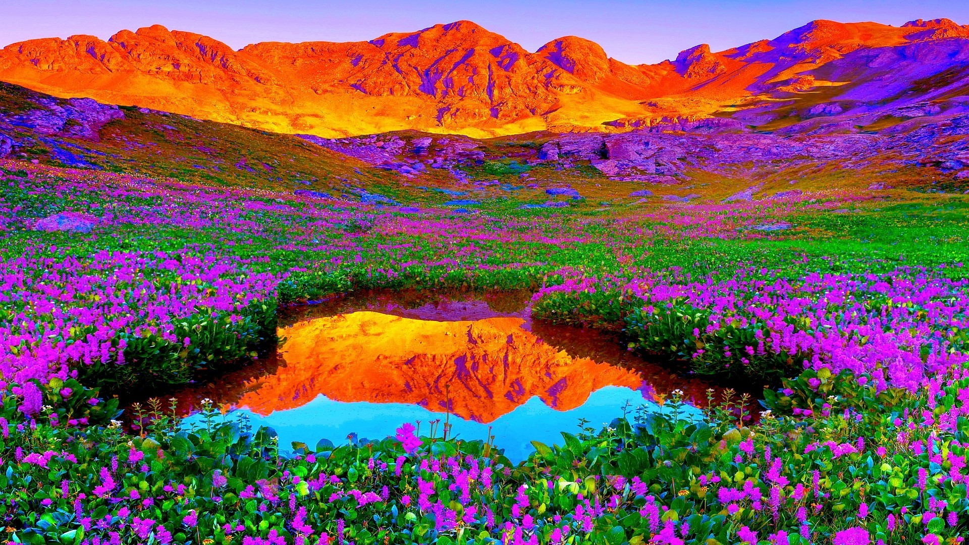 Fiori viola, Montagne, Lago, Colori vivaci, Full HD 1080p, sfondo desktop