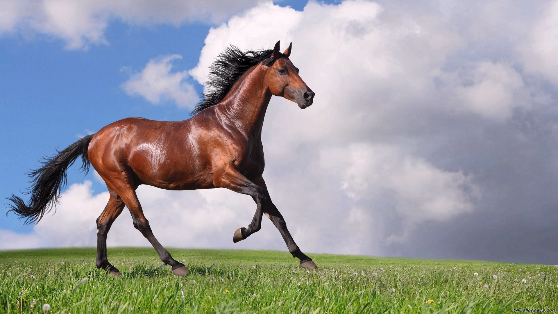 Cavallo baio, Trotto, Prato, Nuvole, 1920x1080, immagine di sfondo