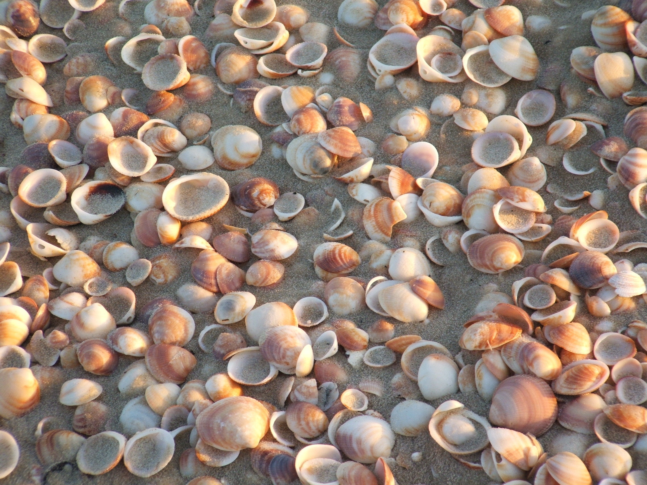 Conchiglie, Spiaggia di conchiglie, Tappeto di conchiglie, Full HD, schermata di blocco iPad