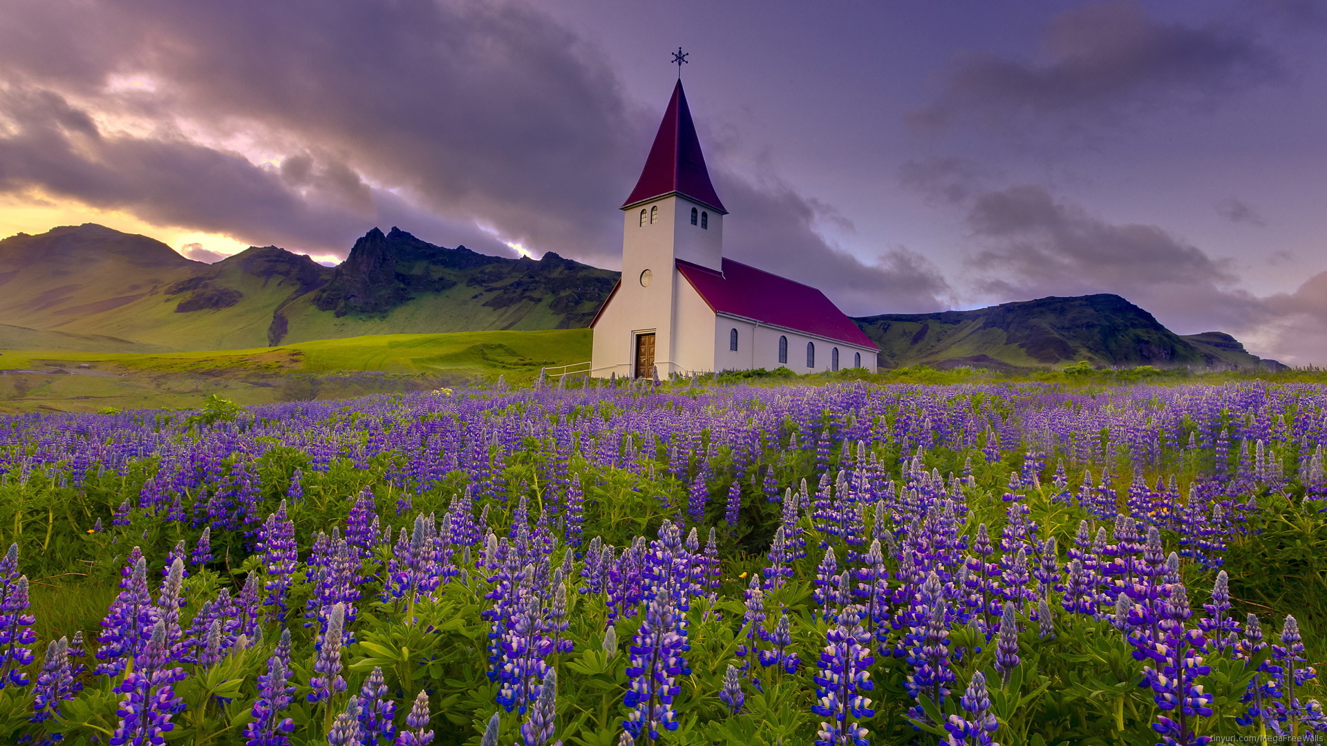 Chiesa di Vík, Lupini, Islanda, Prato fiorito, sfondo desktop