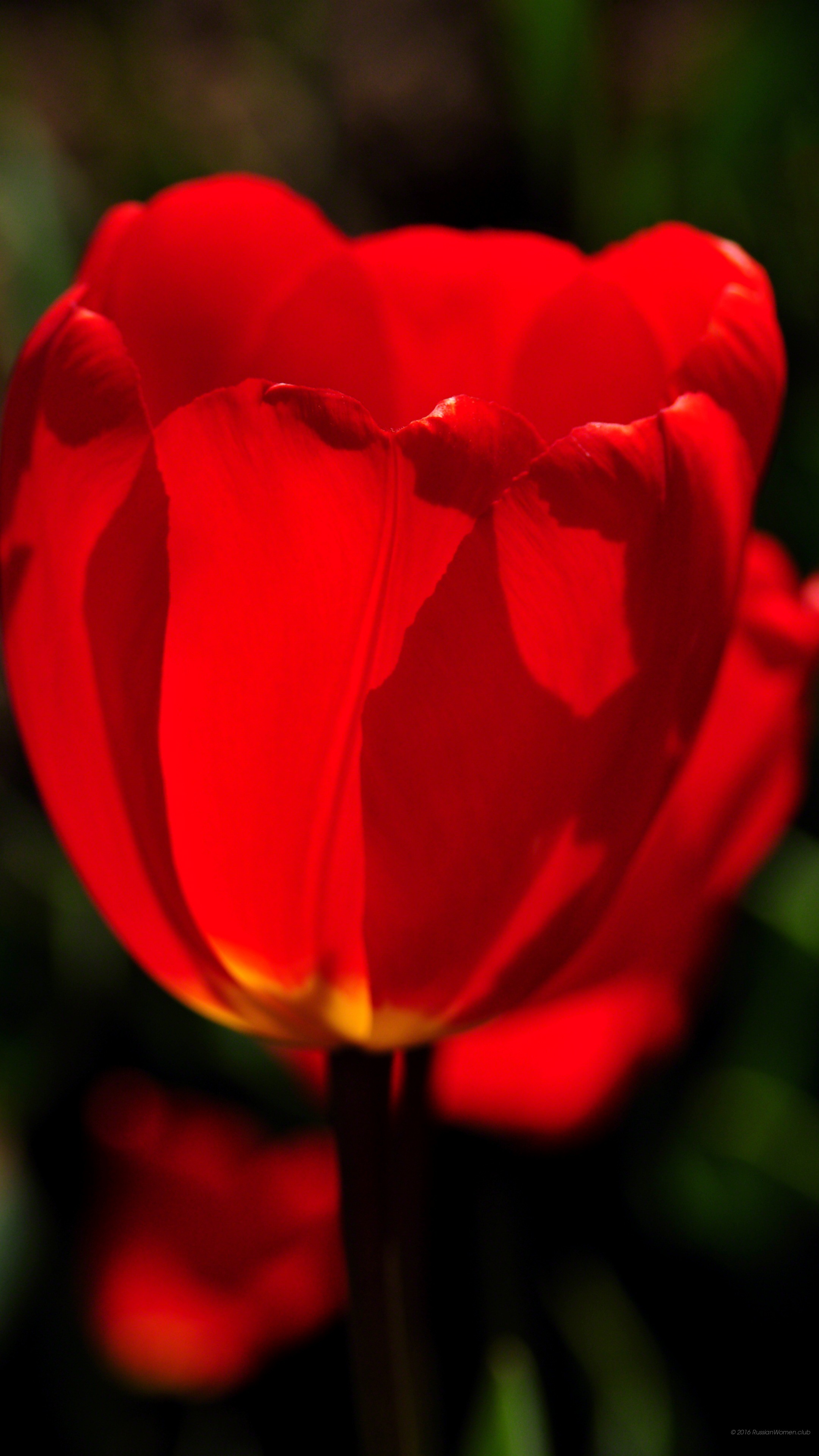 Tulipano rosso, Fiore, Primo piano, QHD+, sfondo per smartphone