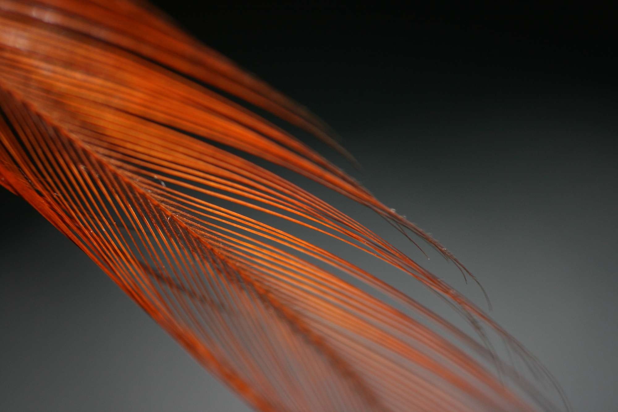 Piuma, Fibre, Arancione, Sfondo grigio, wallpaper Windows 10