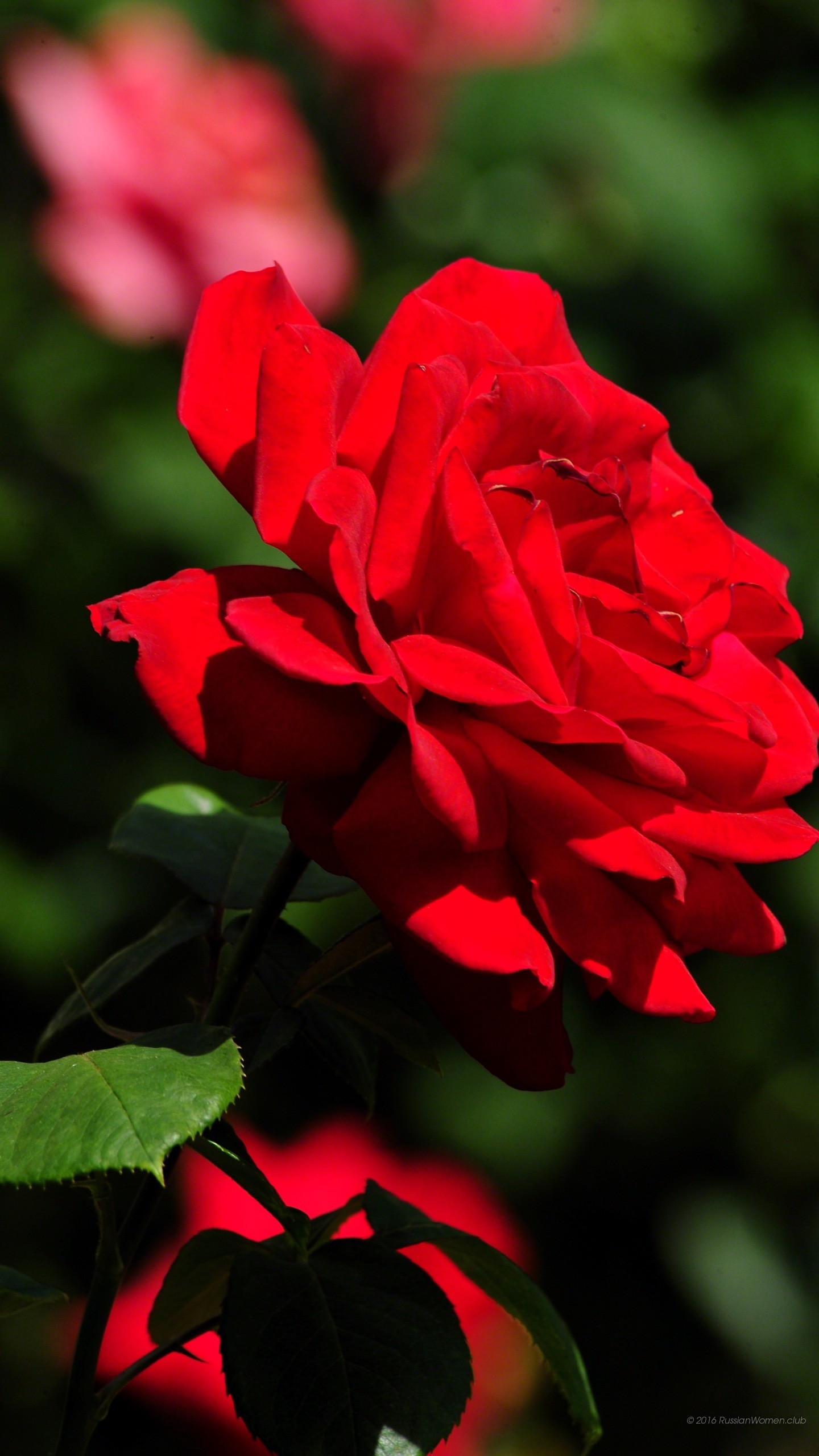 Rosa rossa, Fiori, Foglie, wallpaper LG G5