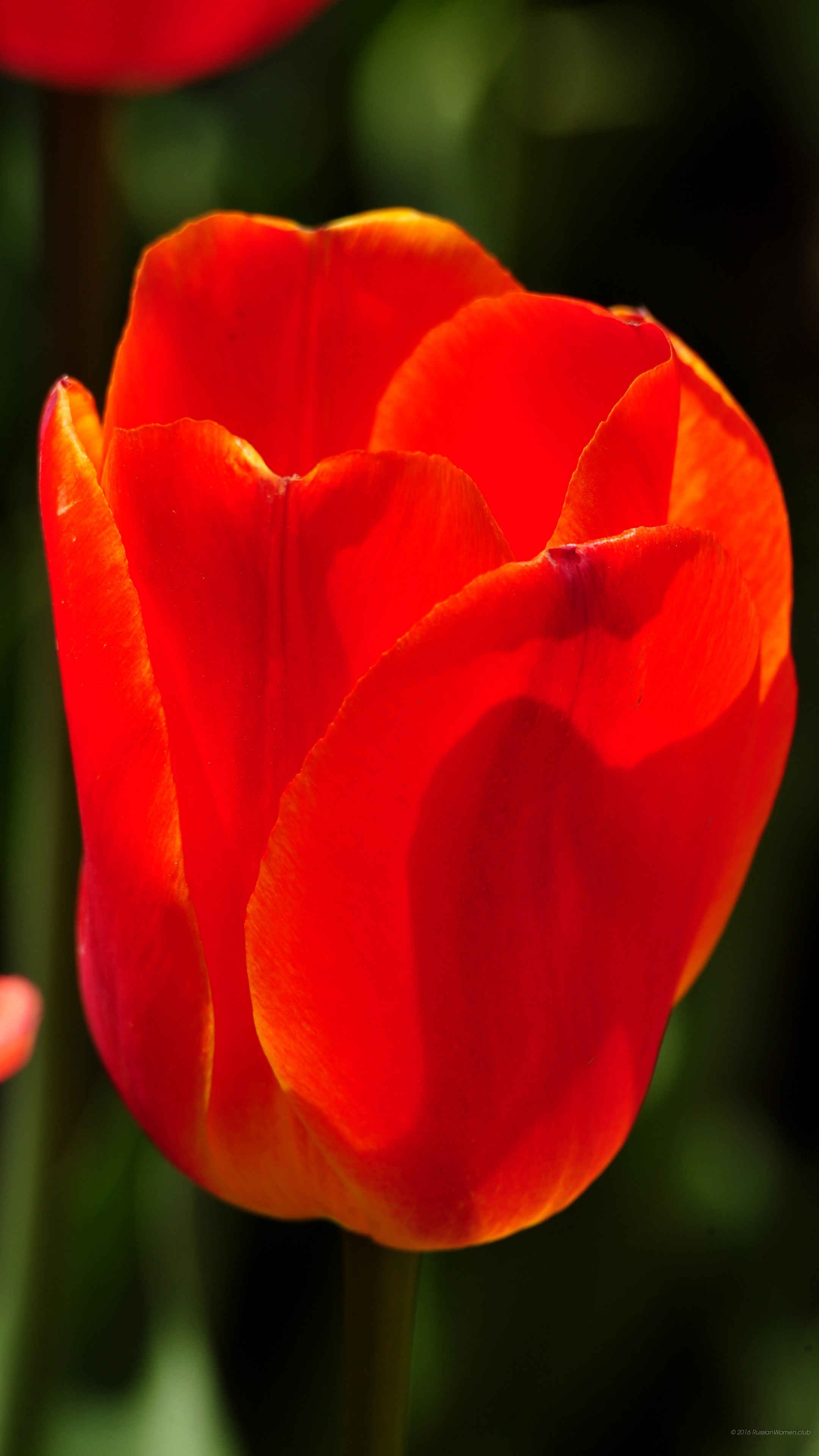 Tulipano rosso, Fiore, Primo piano, Petali, QHD+, sfondo per cellulare