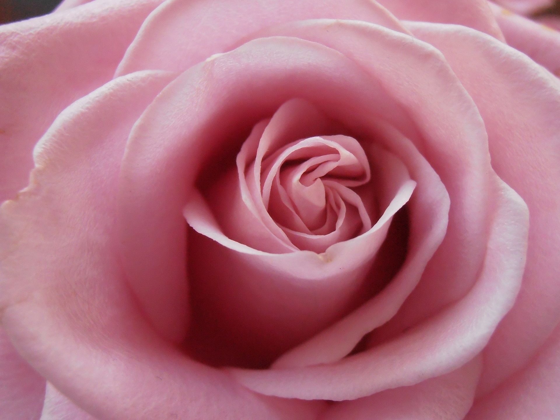 Rosa rosa, Macro, Petali, Full HD, sfondo per iPad e tablet