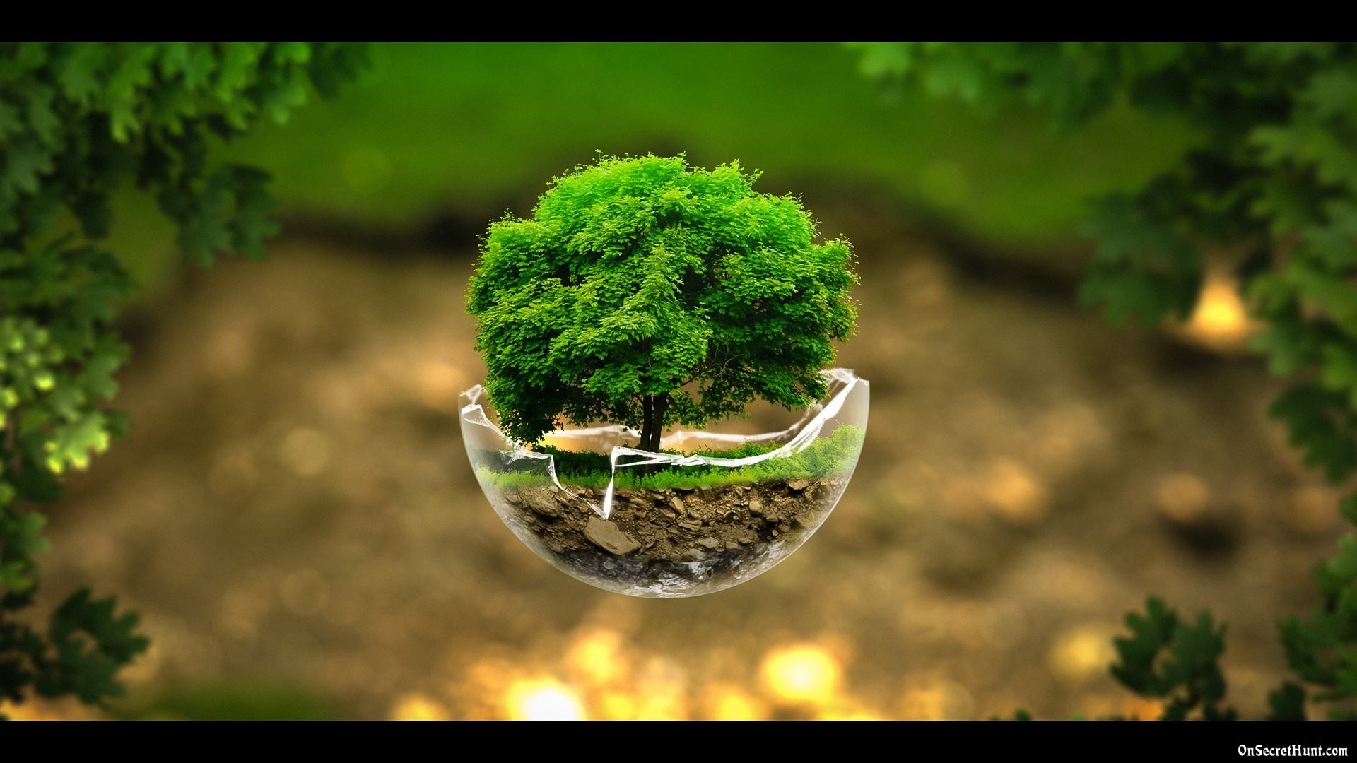 Albero, Sfera di vetro, Bokeh, Verde, Full HD, sfondo per PC