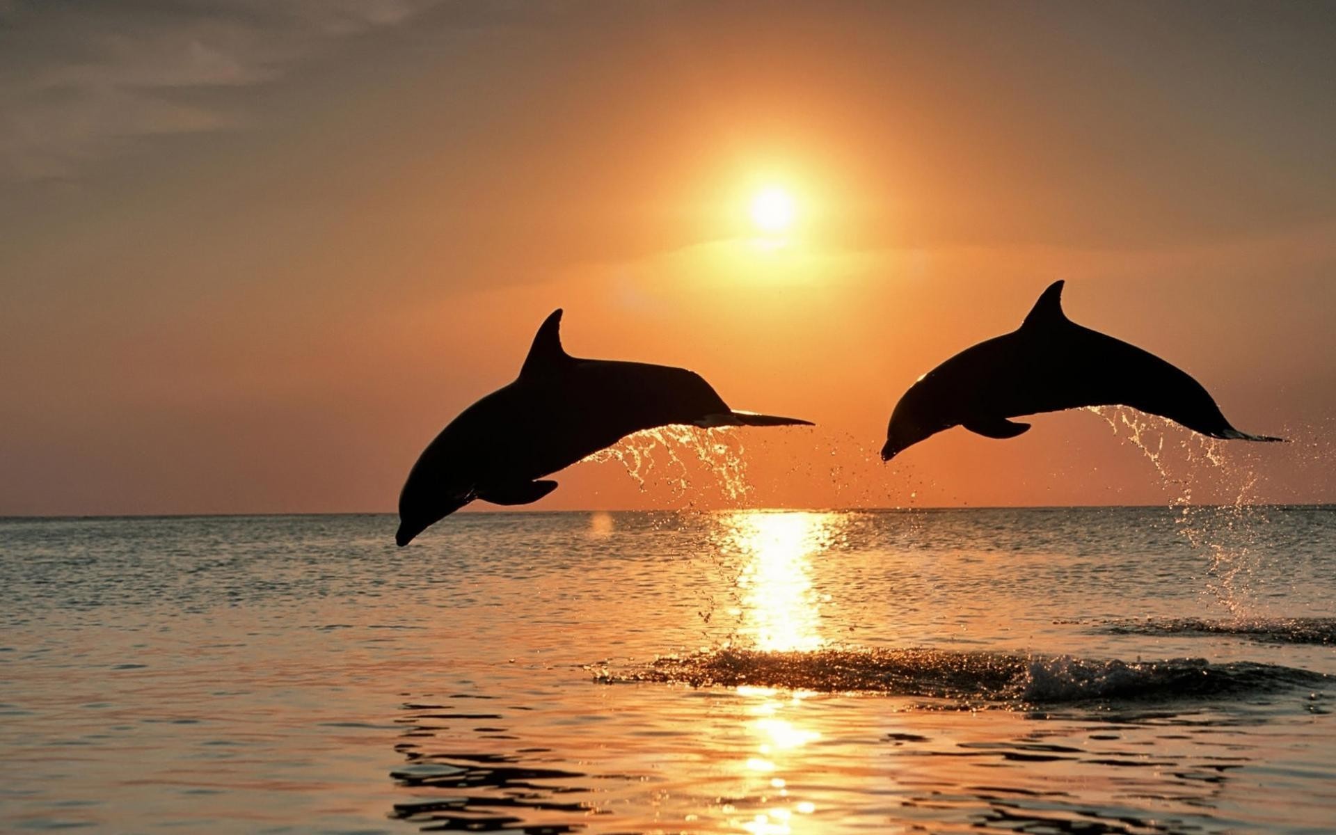 Delfini, Salto, Tramonto, Mare, 16:10 Full HD, sfondo widescreen