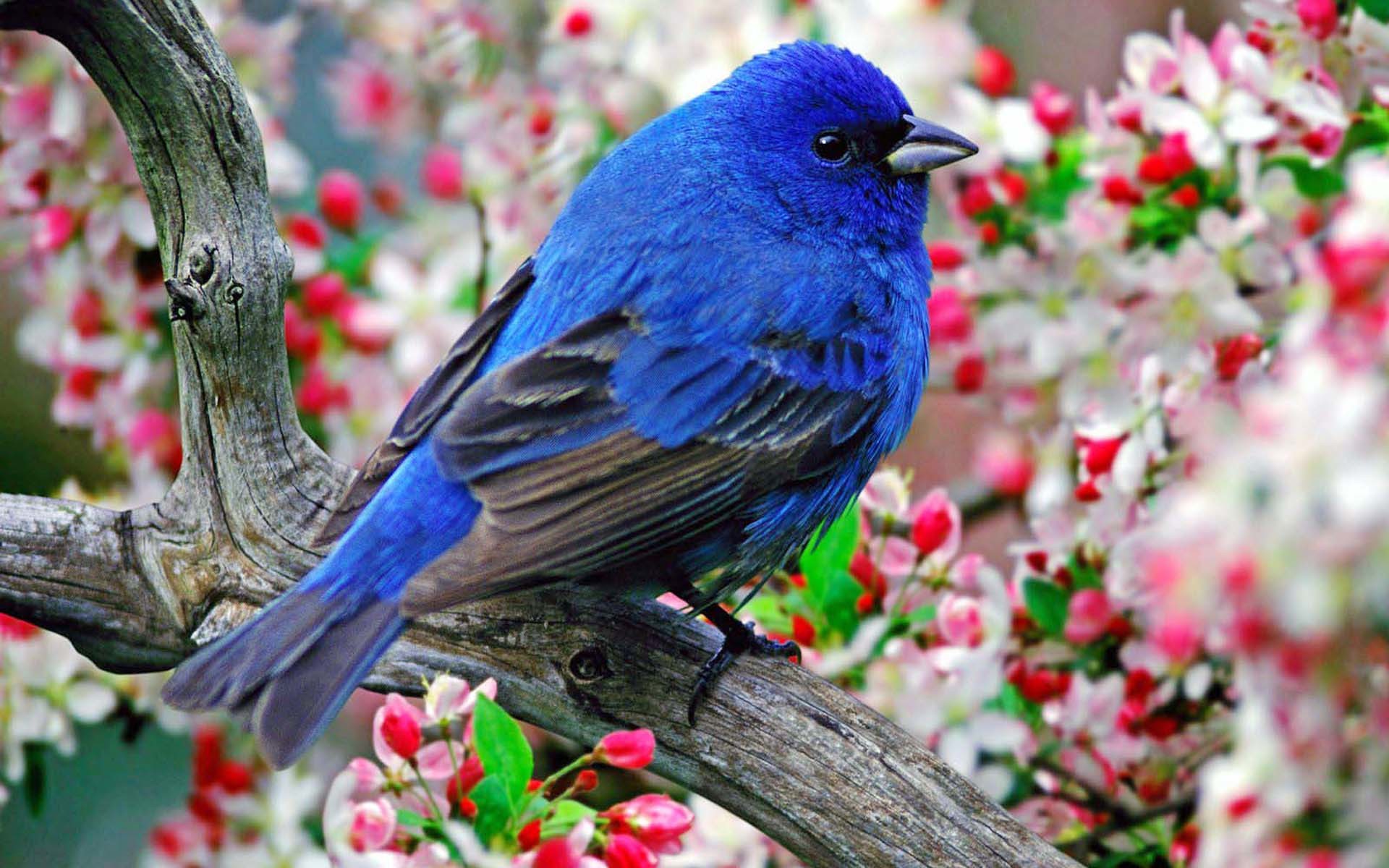 Passero indaco, Uccello blu, Fiori di ciliegio, Ramo, Full HD, sfondo Windows 11