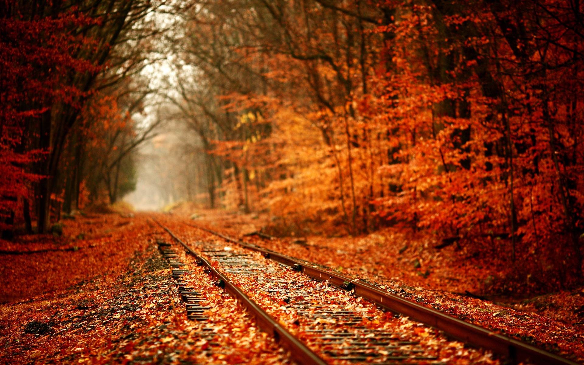 Binari ferroviari, Bosco, Foglie cadute, Nebbia, 16:10 Full HD, wallpaper widescreen