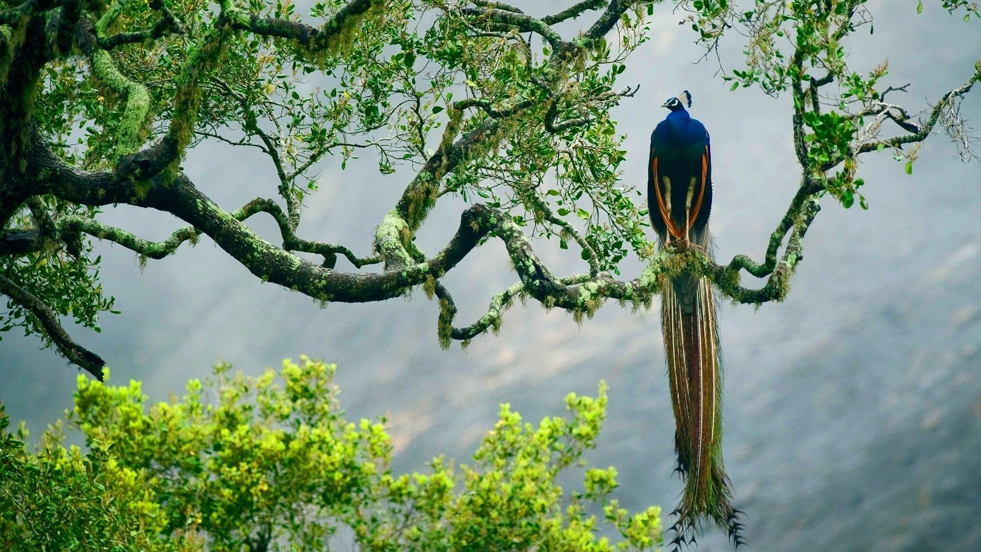 Pavone, Rami, Albero, Natura, 1920x1080, sfondo per PC