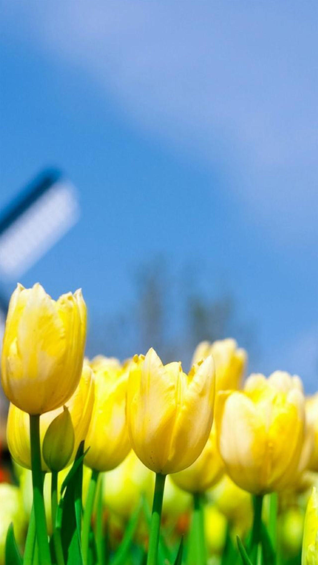 Tulipani gialli, Mulino a vento, Cielo azzurro, Primavera, wallpaper per iPhone e Android