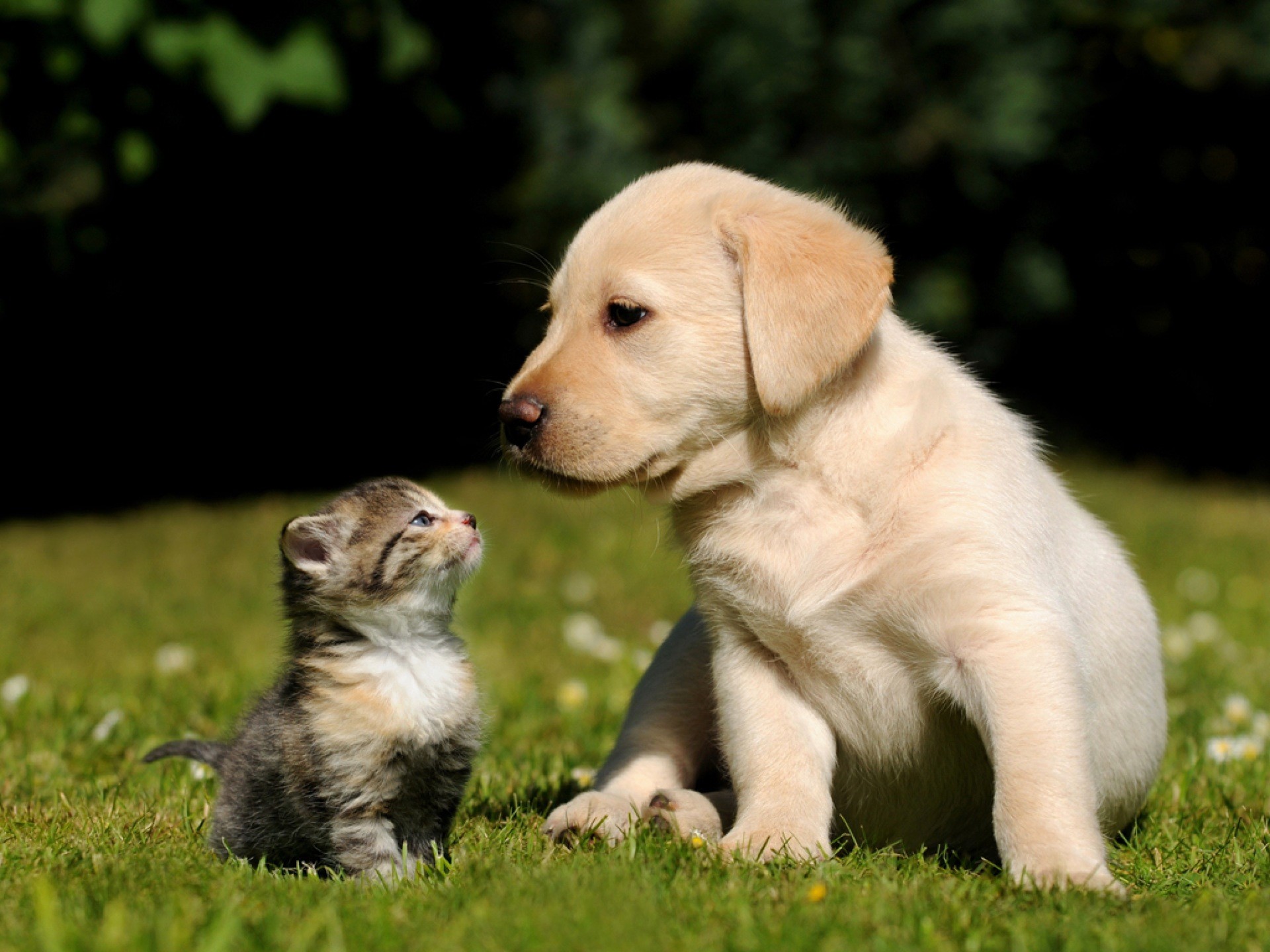 Cucciolo di Labrador, Gattino, Prato, Amicizia, Animali, sfondo per il tuo desktop
