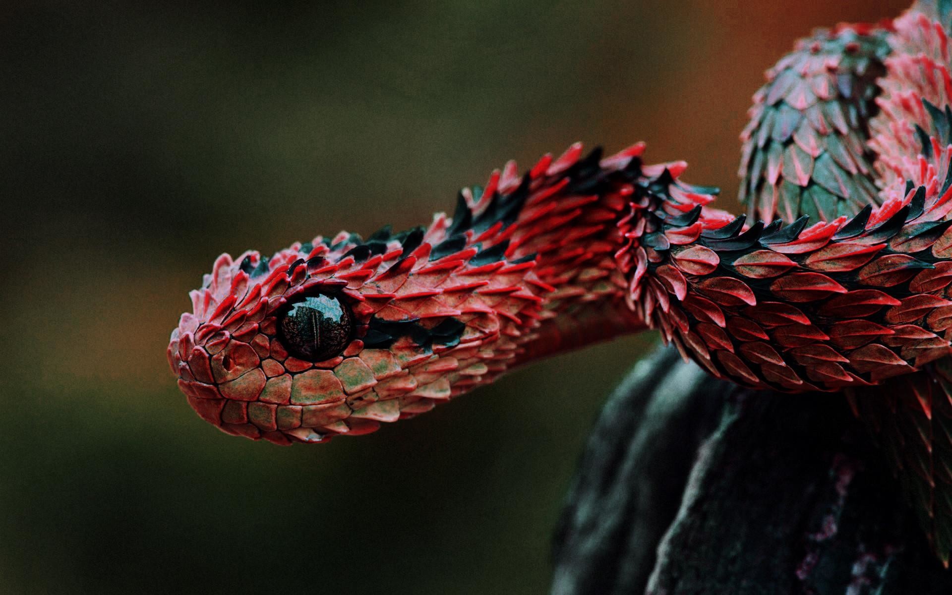 Atheris hispida, Vipera cespugliosa, Rosso, Squame carenate, 16:10 Full HD, sfondo widescreen