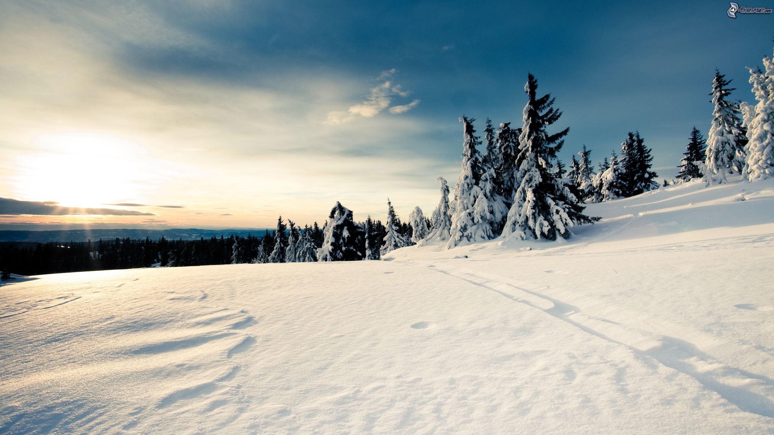 Abeti innevati, Pianura innevata, Sole, 2K, sfondo per portatile