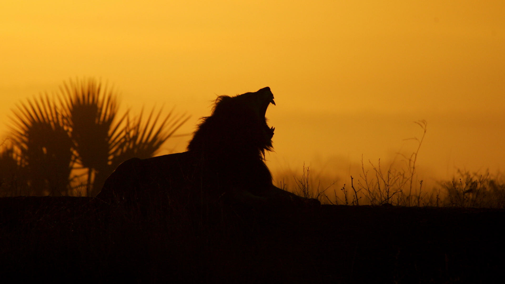Leone, Silhouette, Ruggito, Tramonto, Savana, 1920x1080, sfondo per PC