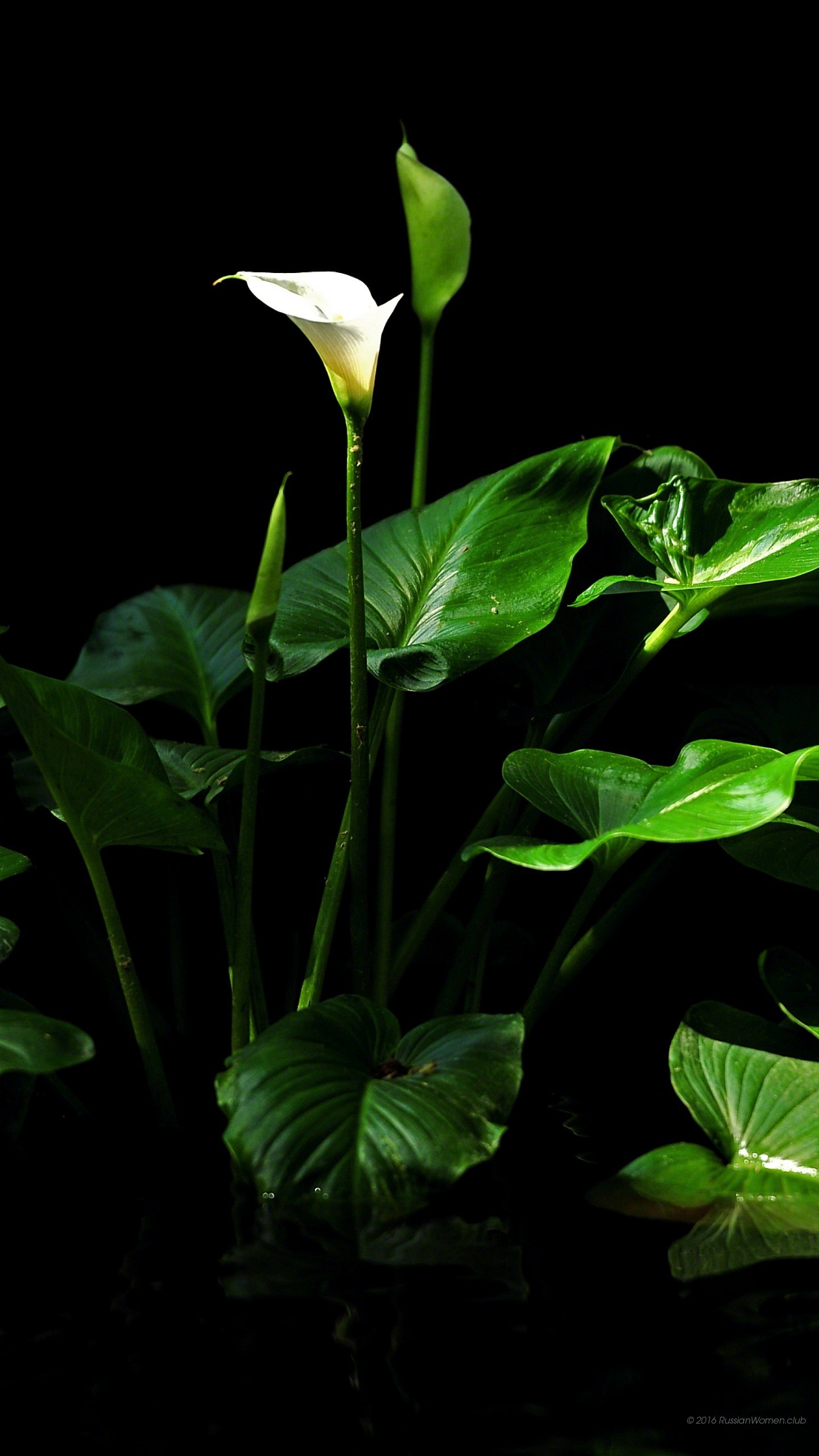 Calla, Fiore bianco, Foglie, Sfondo nero, schermata Home del cellulare