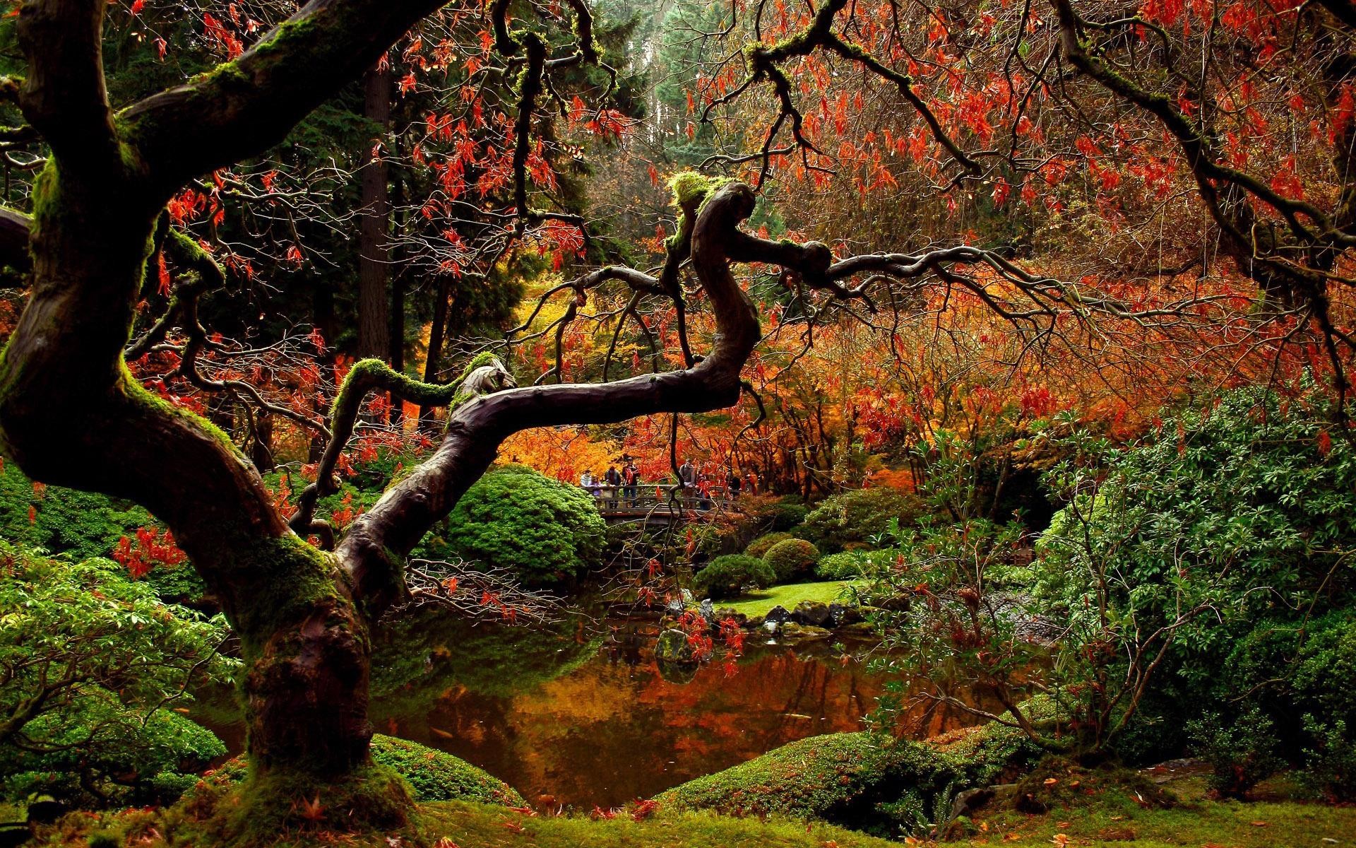 Giardino giapponese, Acero, Muschio, Stagno, Full HD, sfondo per PC e portatile