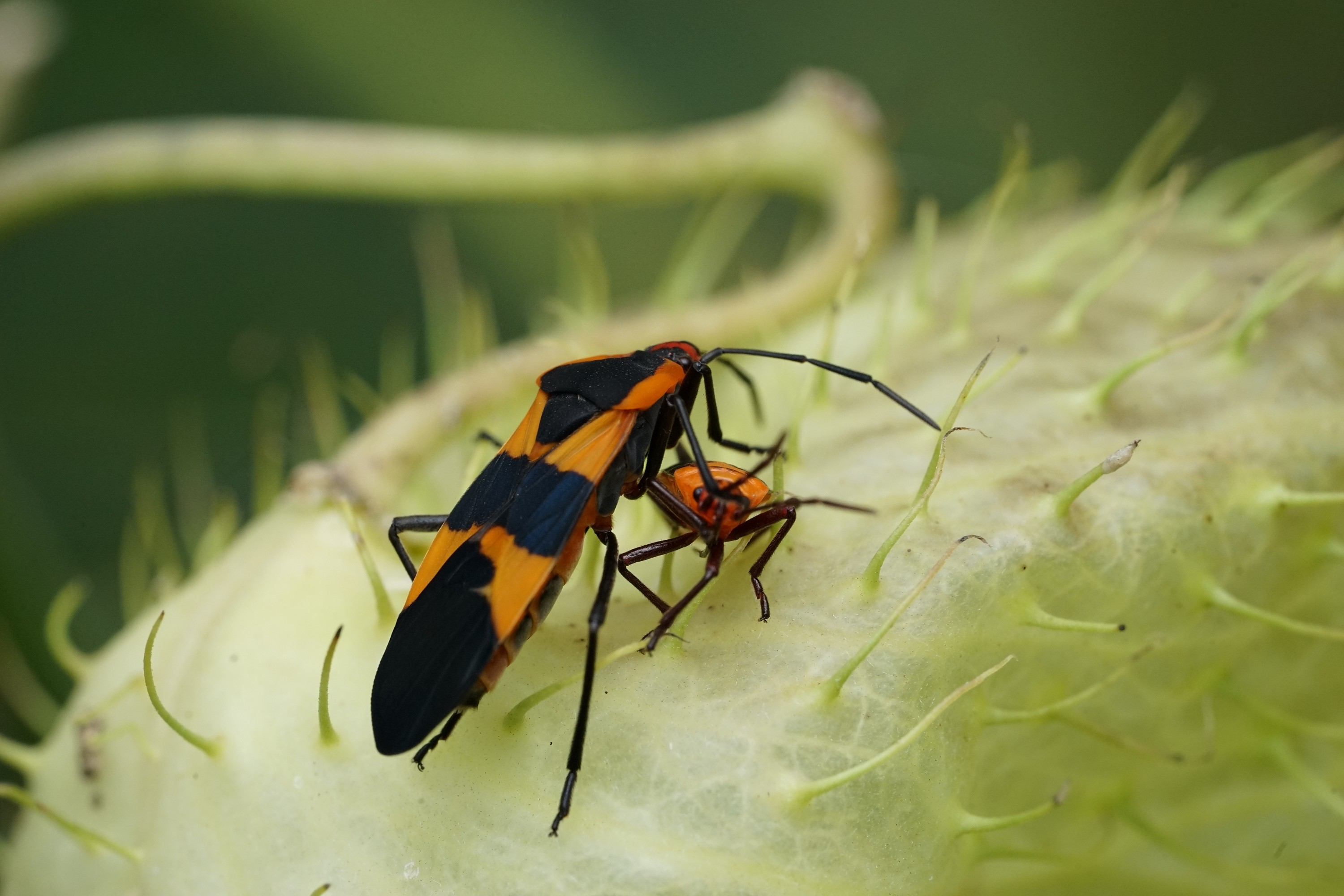 Cimice, Insetto, Macro, Verde, 2K, sfondo desktop
