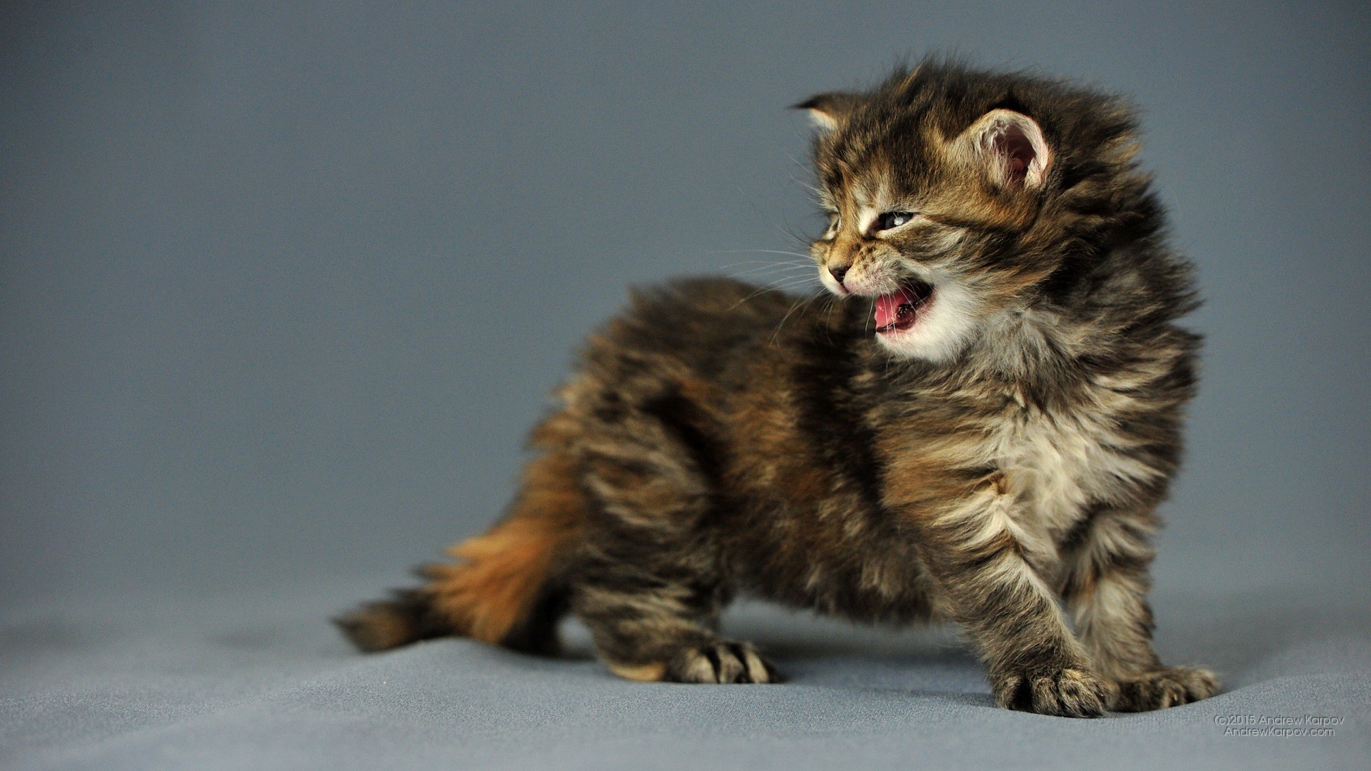 Gattino, Maine Coon, Miagolio, 1920x1080, wallpaper desktop