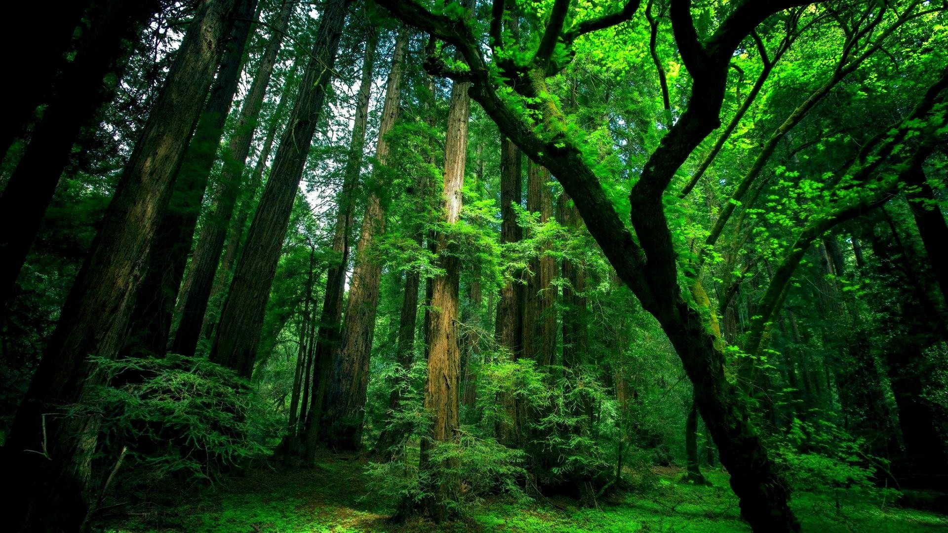 Foresta pluviale, Alberi, Verde intenso, Muschio, Full HD, sfondo desktop