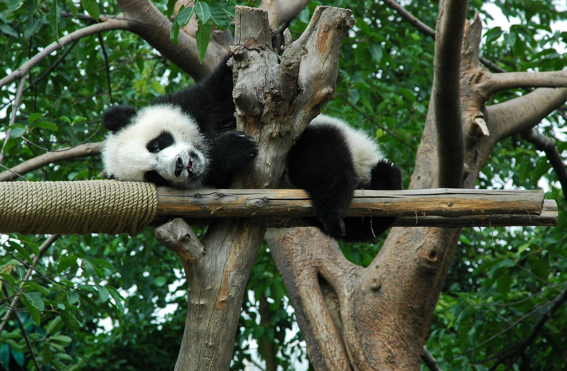 Panda gigante, Cucciolo, Albero, Full HD, sfondo Windows 11
