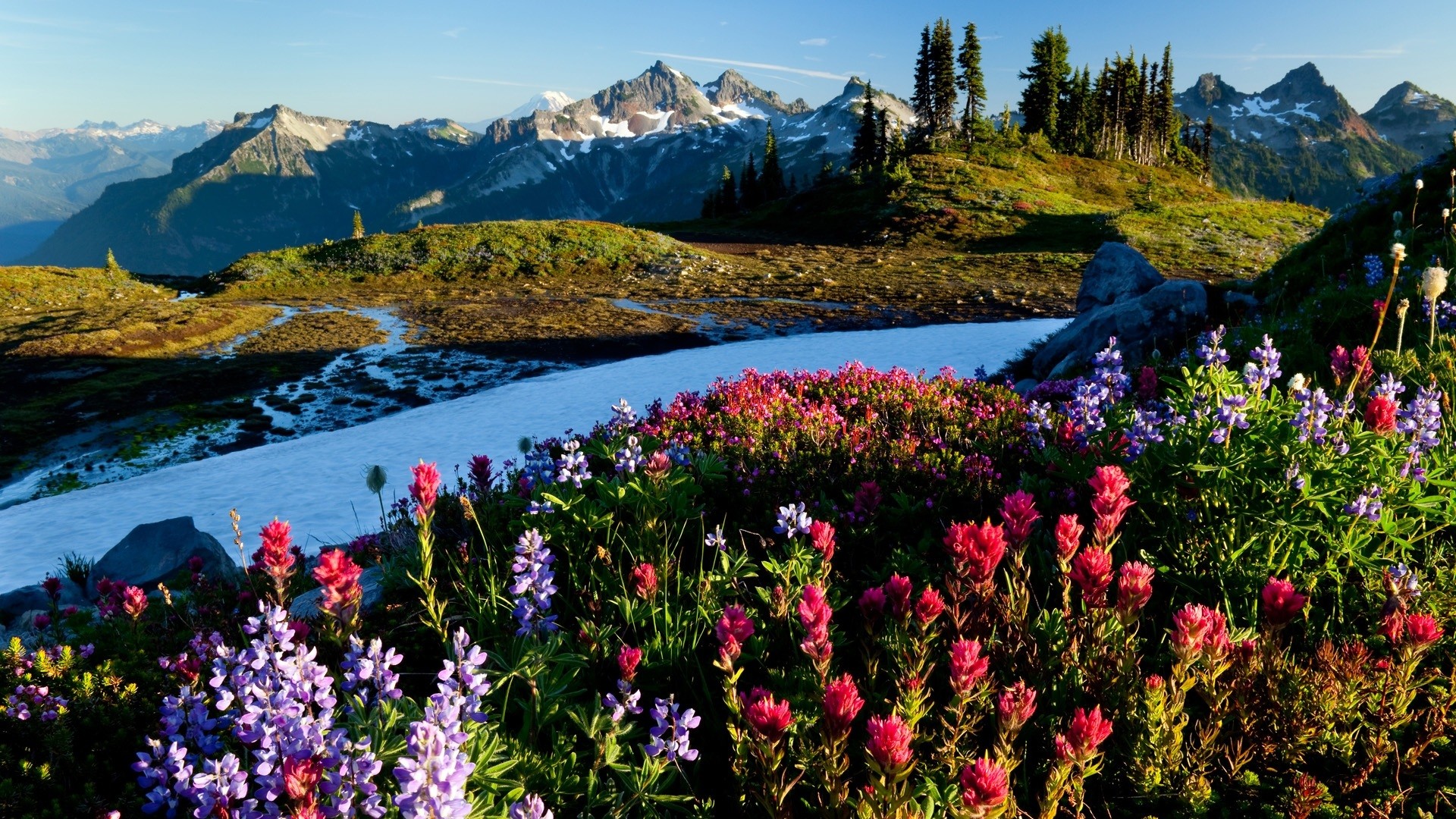 Fiori alpini, Montagne, Prato, Ruscello, Full HD, sfondo per portatile