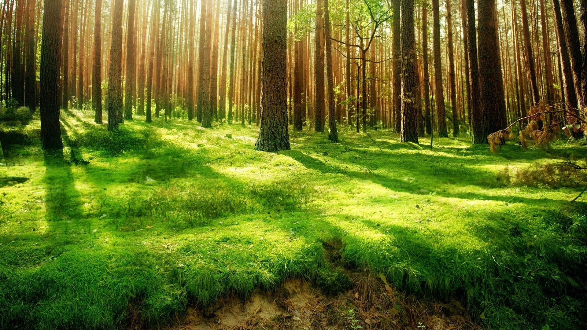 Foresta di pini, Muschio, Luce del sole, Prato verde, 1920x1080, wallpaper desktop