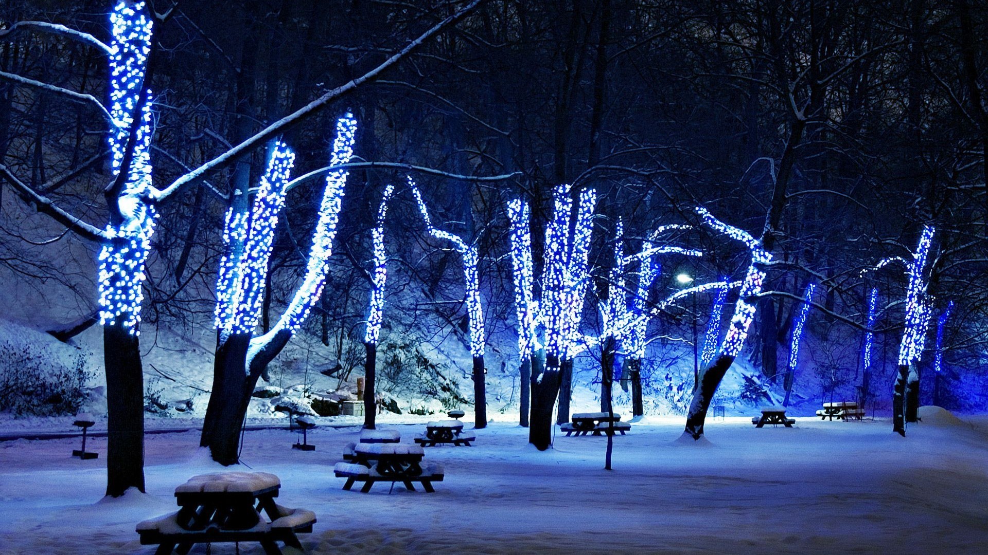 Parco innevato, Luci blu, Alberi illuminati, Notte, 16:9 Full HD, sfondo widescreen