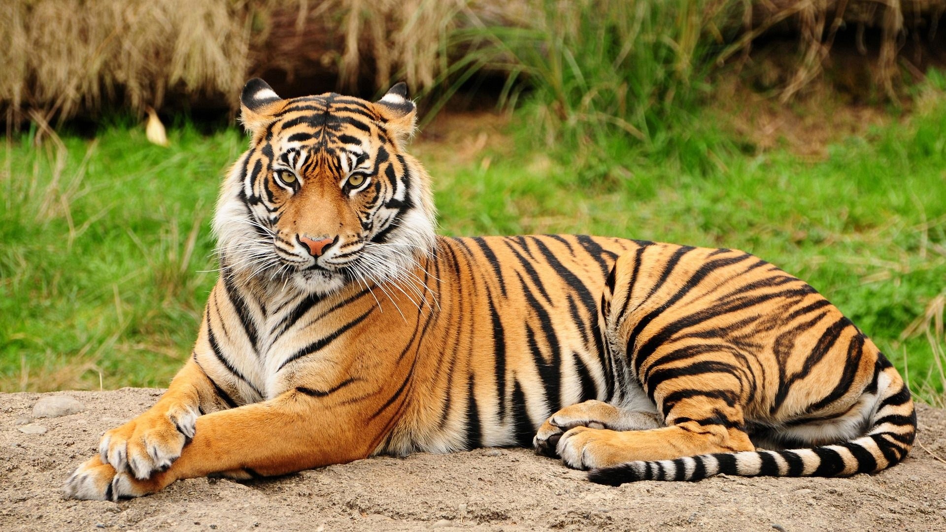 Tigre del Bengala, Tigre, Erba, Animale selvatico, Full HD, wallpaper per portatile