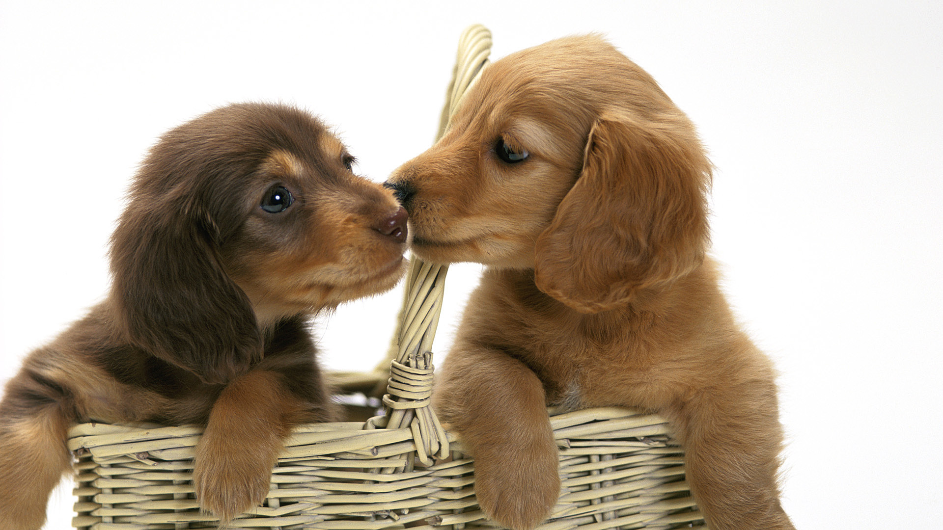Bassotto, Cuccioli, Cesto, Bacio, 1920x1080, sfondo per PC