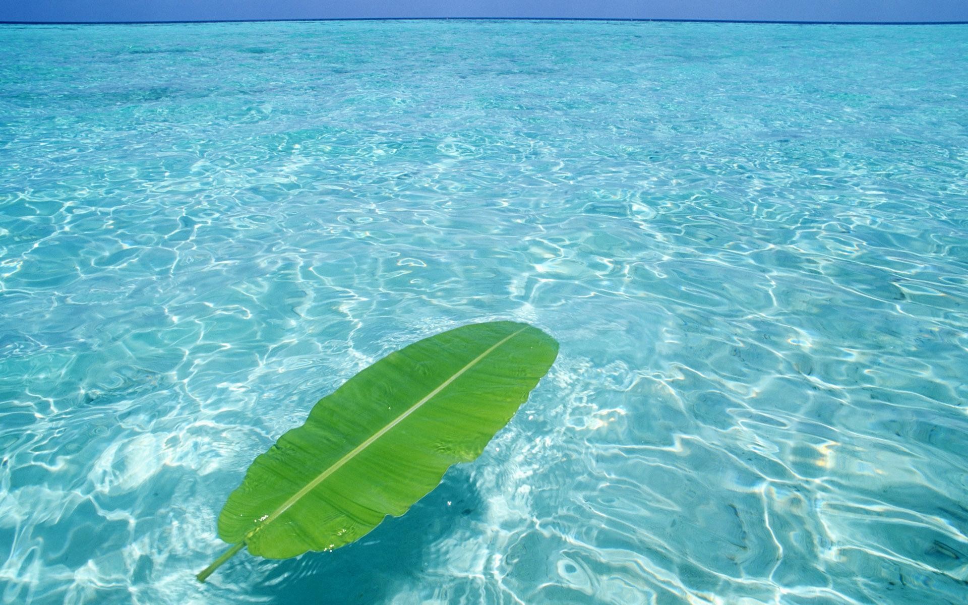 Foglia di banano, Acqua cristallina, Mare turchese, 16:10 Full HD, sfondo widescreen