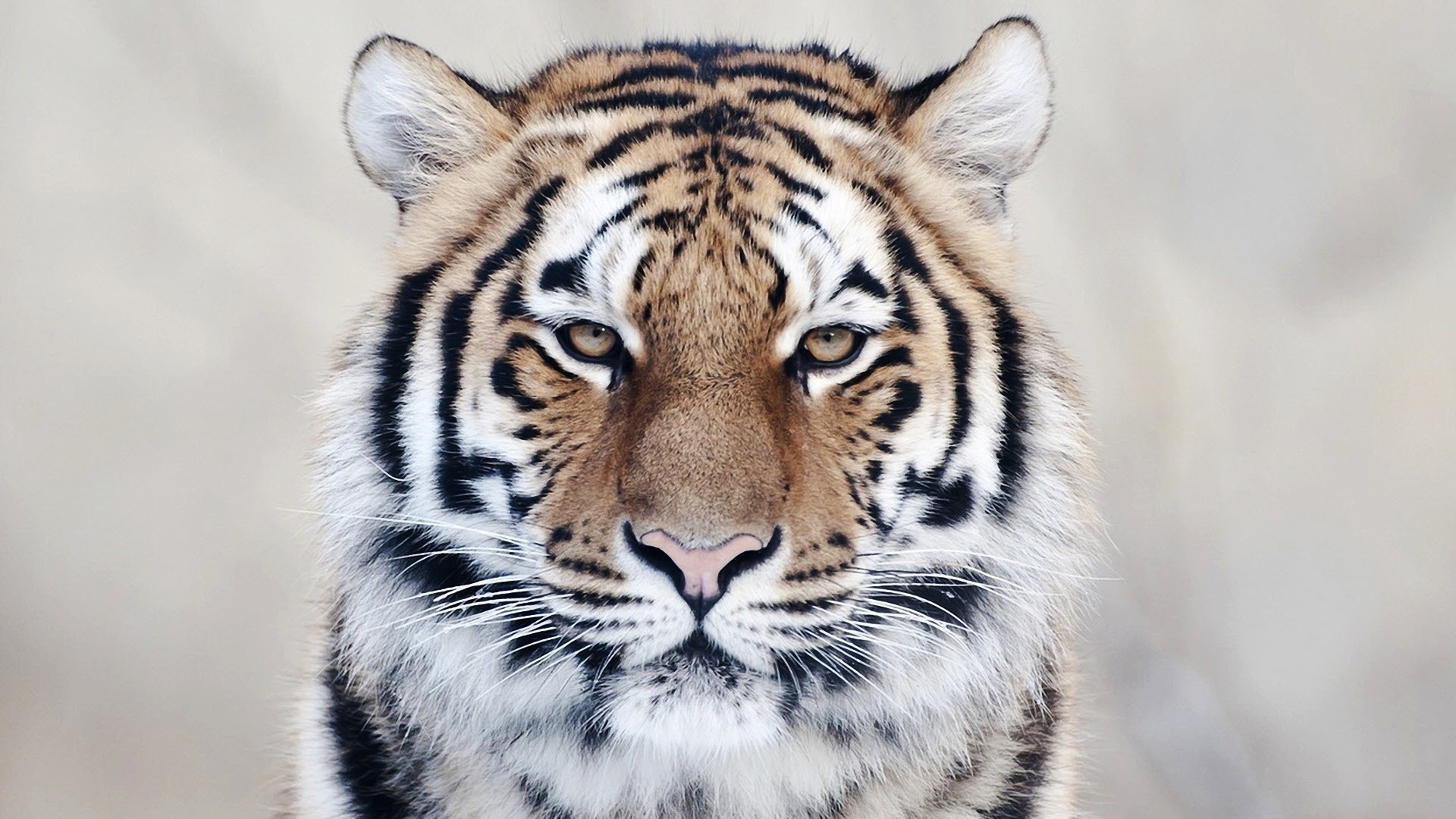 Tigre siberiana, Muso, Primo piano, Sguardo, 16:9 Full HD, sfondo widescreen