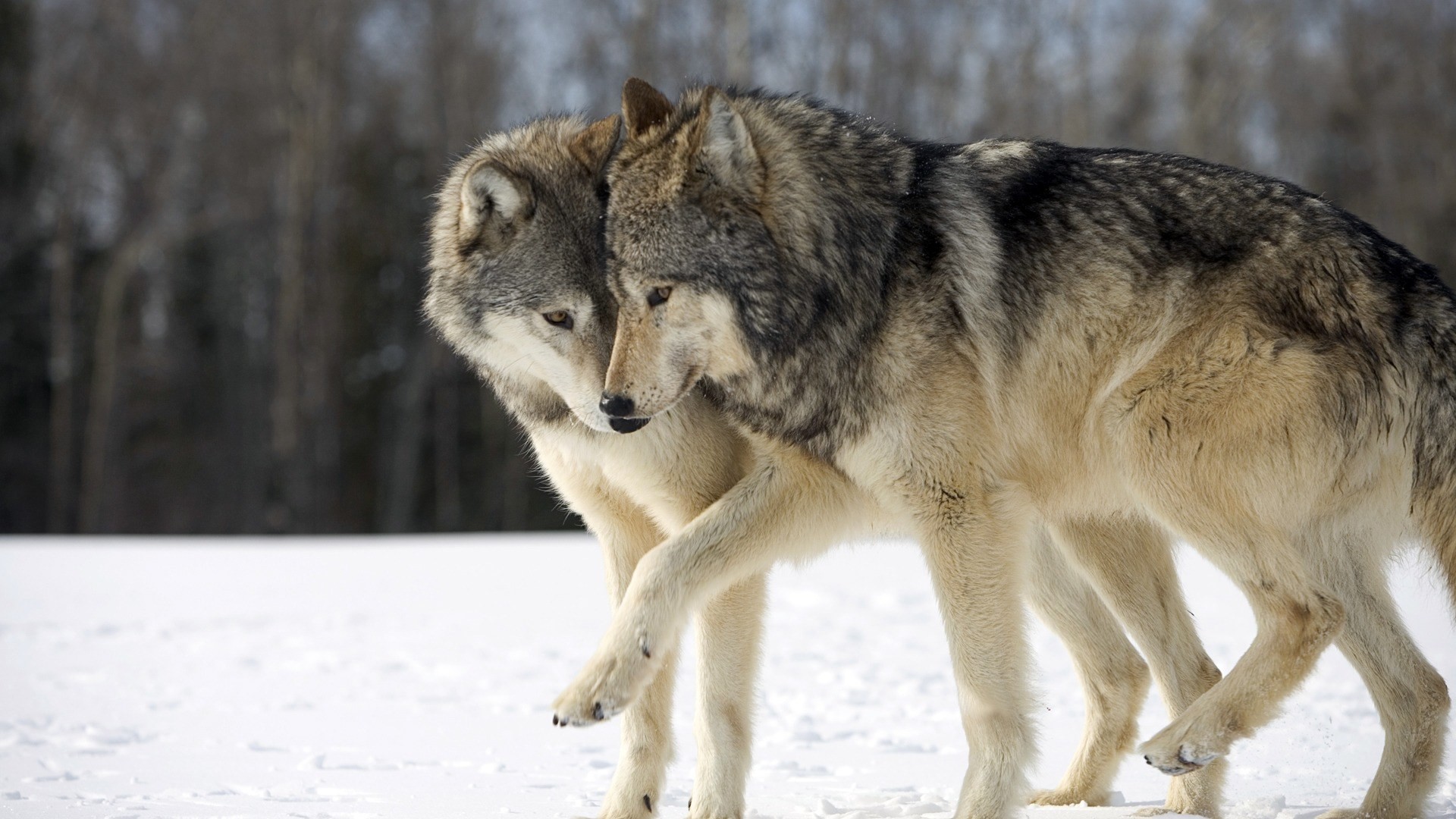Lupi grigi, Coppia, Neve, Foresta, Full HD, wallpaper per portatile