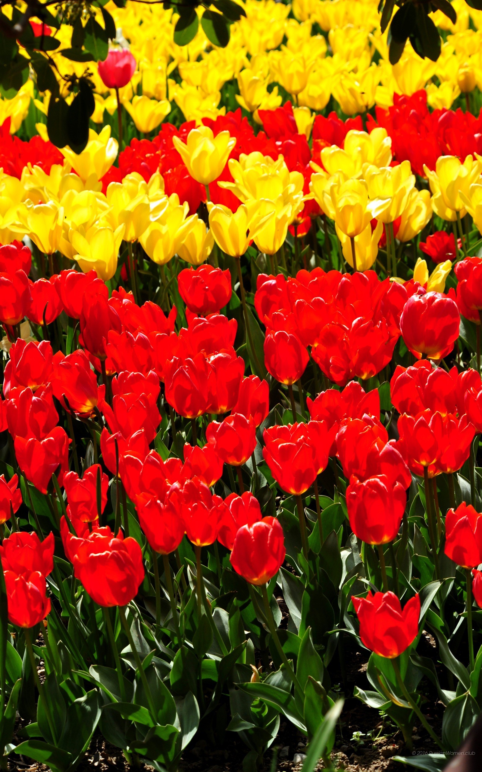 Tulipani, Rosso e giallo, Campo di tulipani, sfondo per iPhone e Android