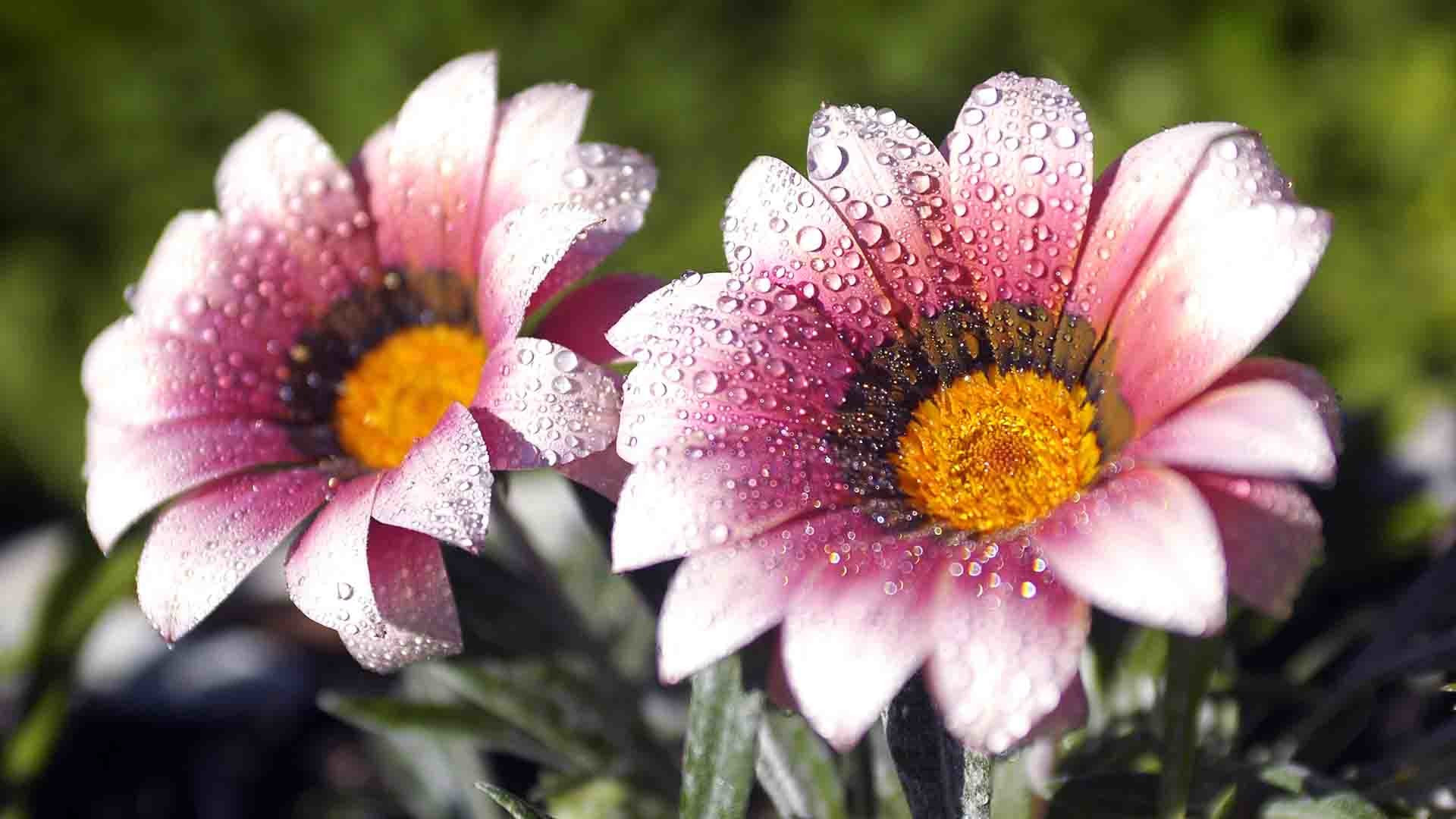 Gazania, Gocce d'acqua, Fiori rosa, Macro, 1920x1080, immagine di sfondo