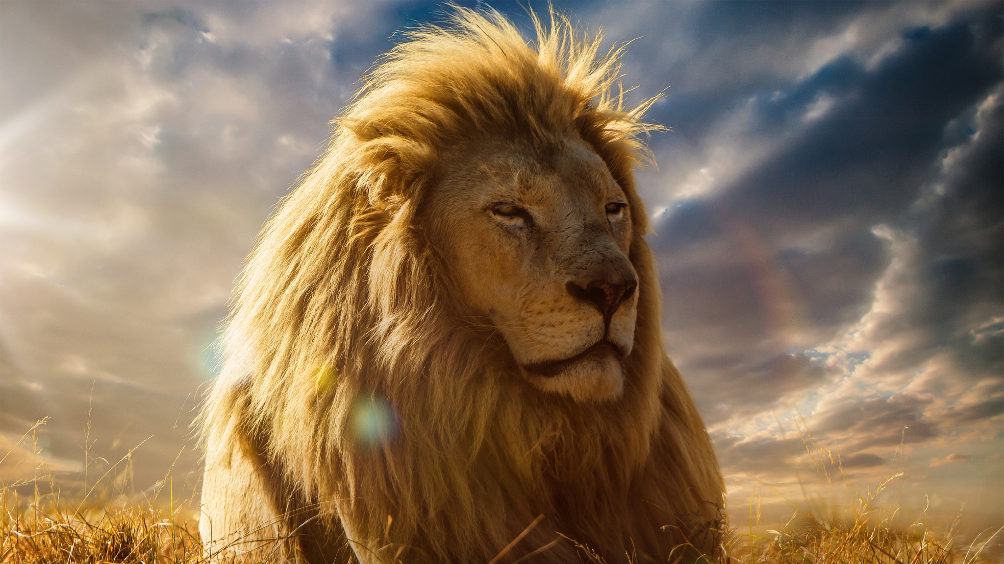 Leone, Cielo nuvoloso, Tramonto, Criniera, 4K, sfondo per portatile