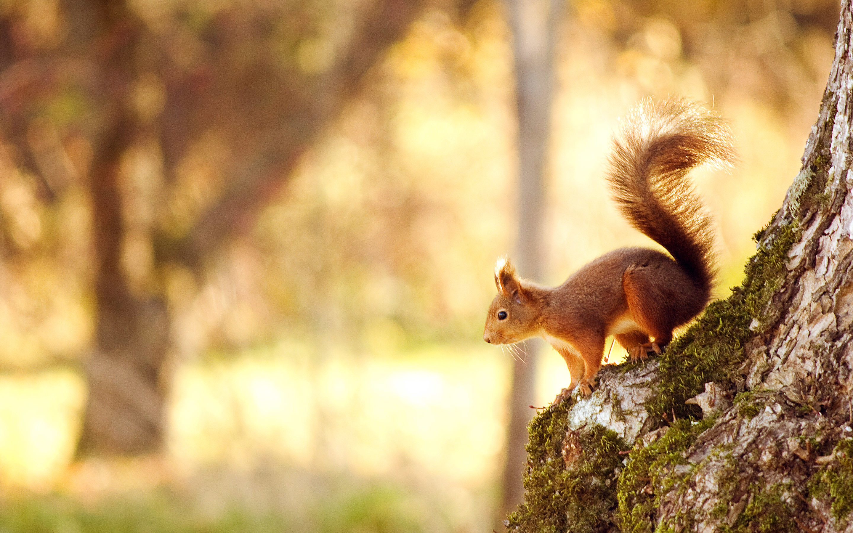 Scoiattolo rosso, Tronco d'albero, Bosco, Luce dorata, Autunno, 16:10 2K, wallpaper widescreen