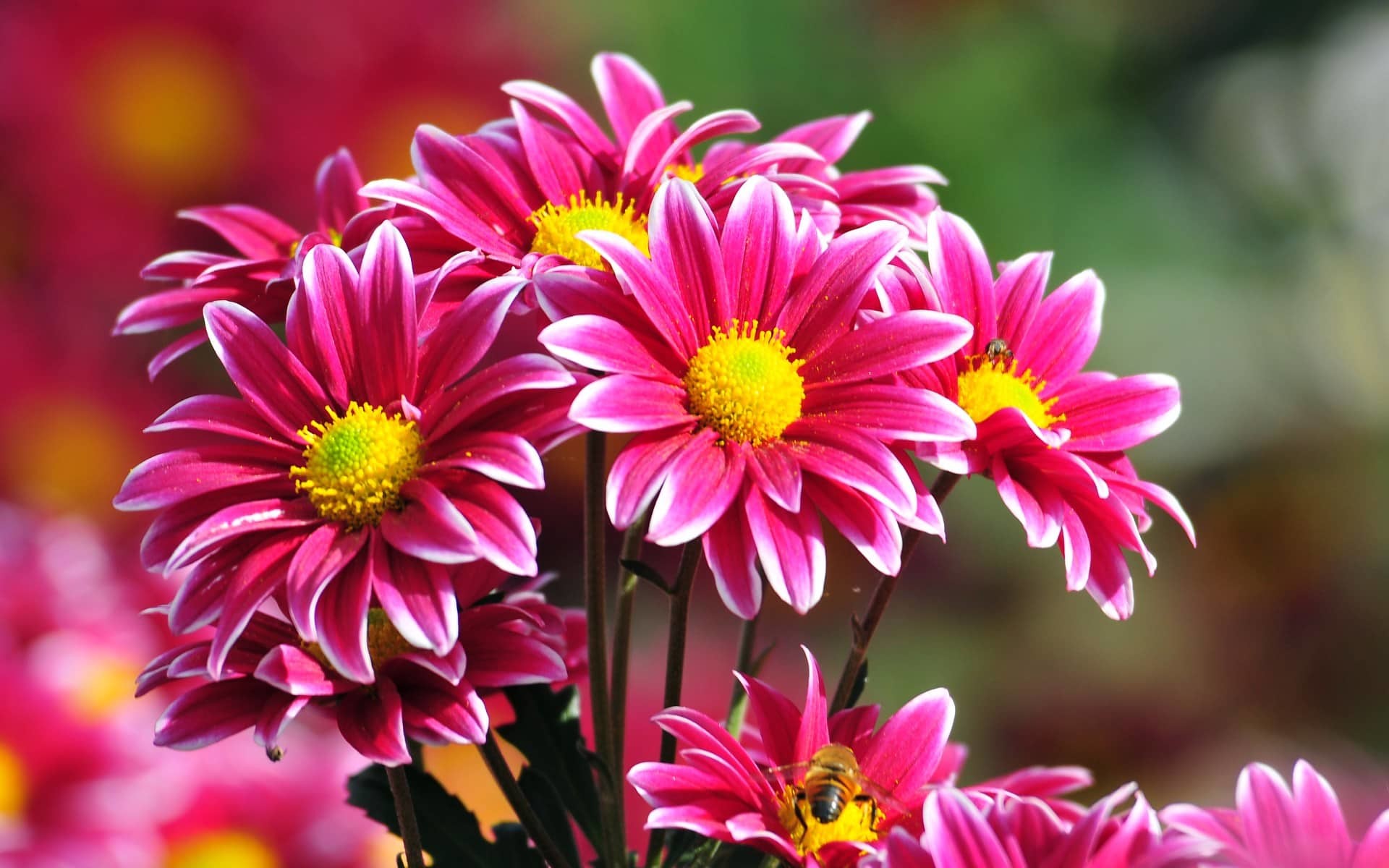 Crisantemi, Fucsia, Centro giallo, Macro, 16:10 Full HD, sfondo widescreen