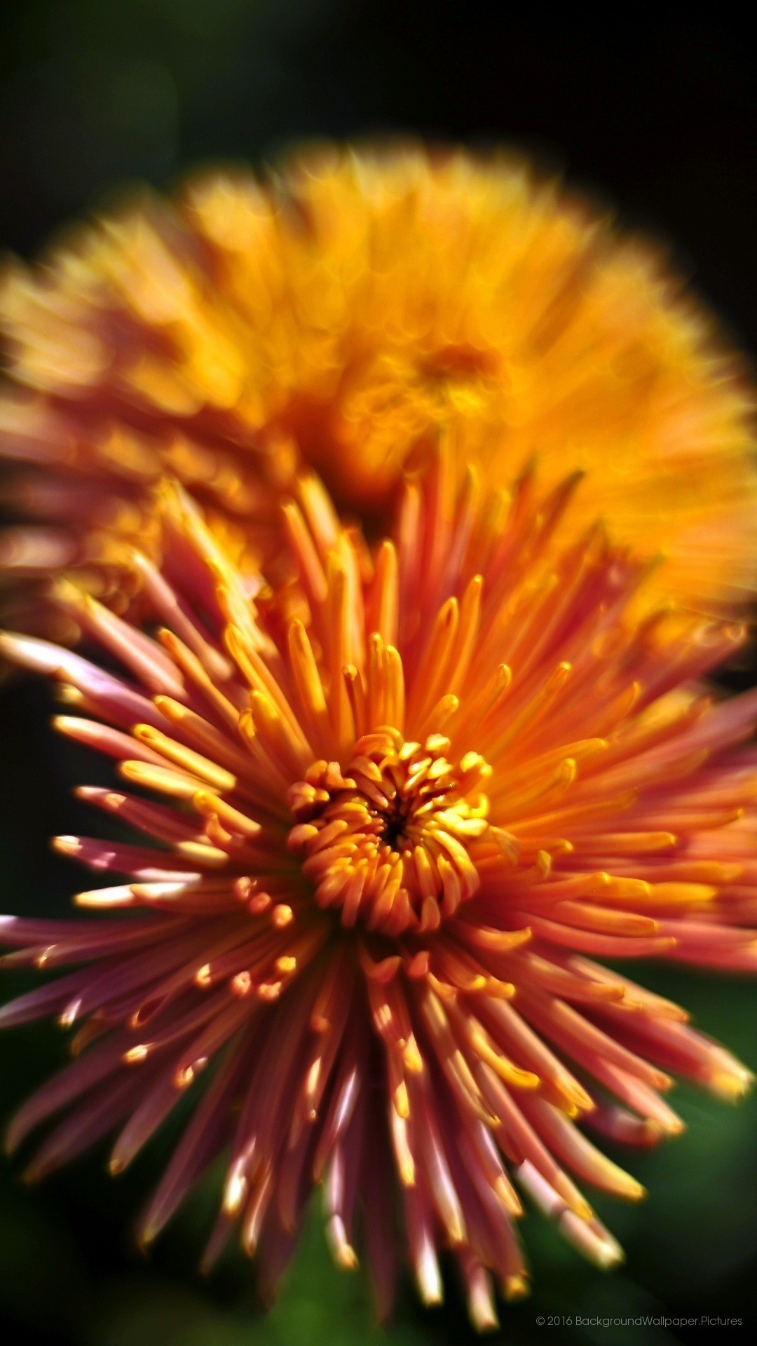 Crisantemo arancione, Fiore, Macro, sfondo Full HD per cellulare